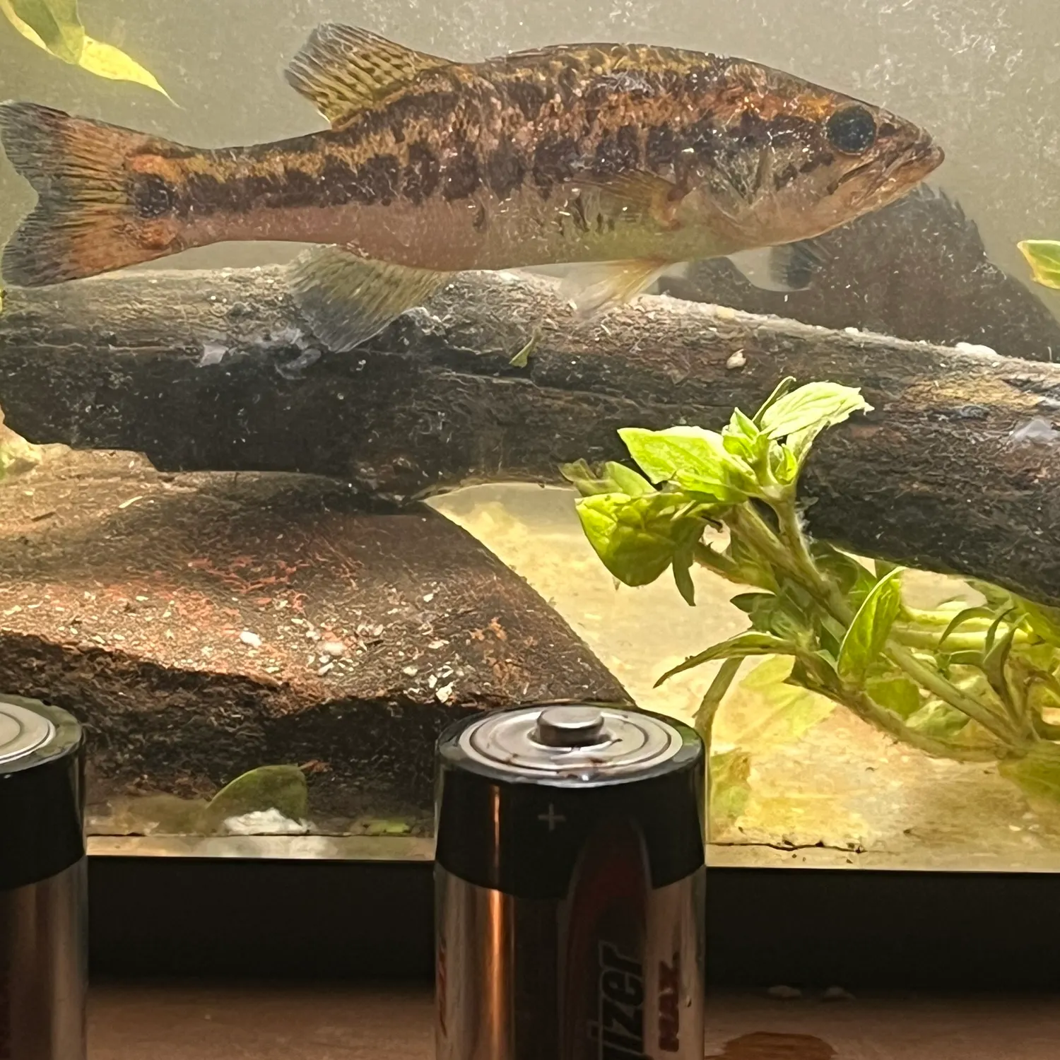 The most recent Shoal bass catches on Fishbrain