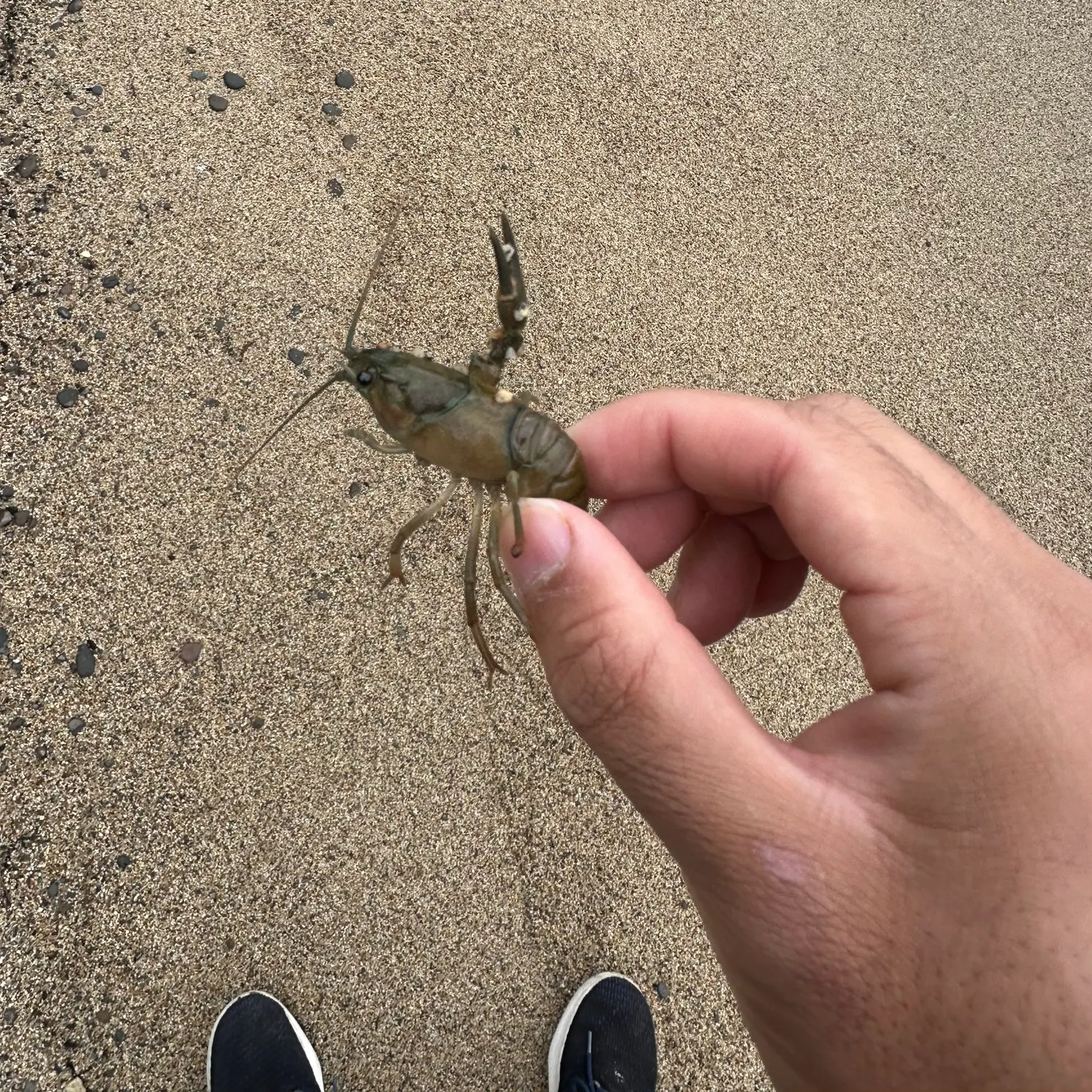 Signal crayfish caught on Fishbrain