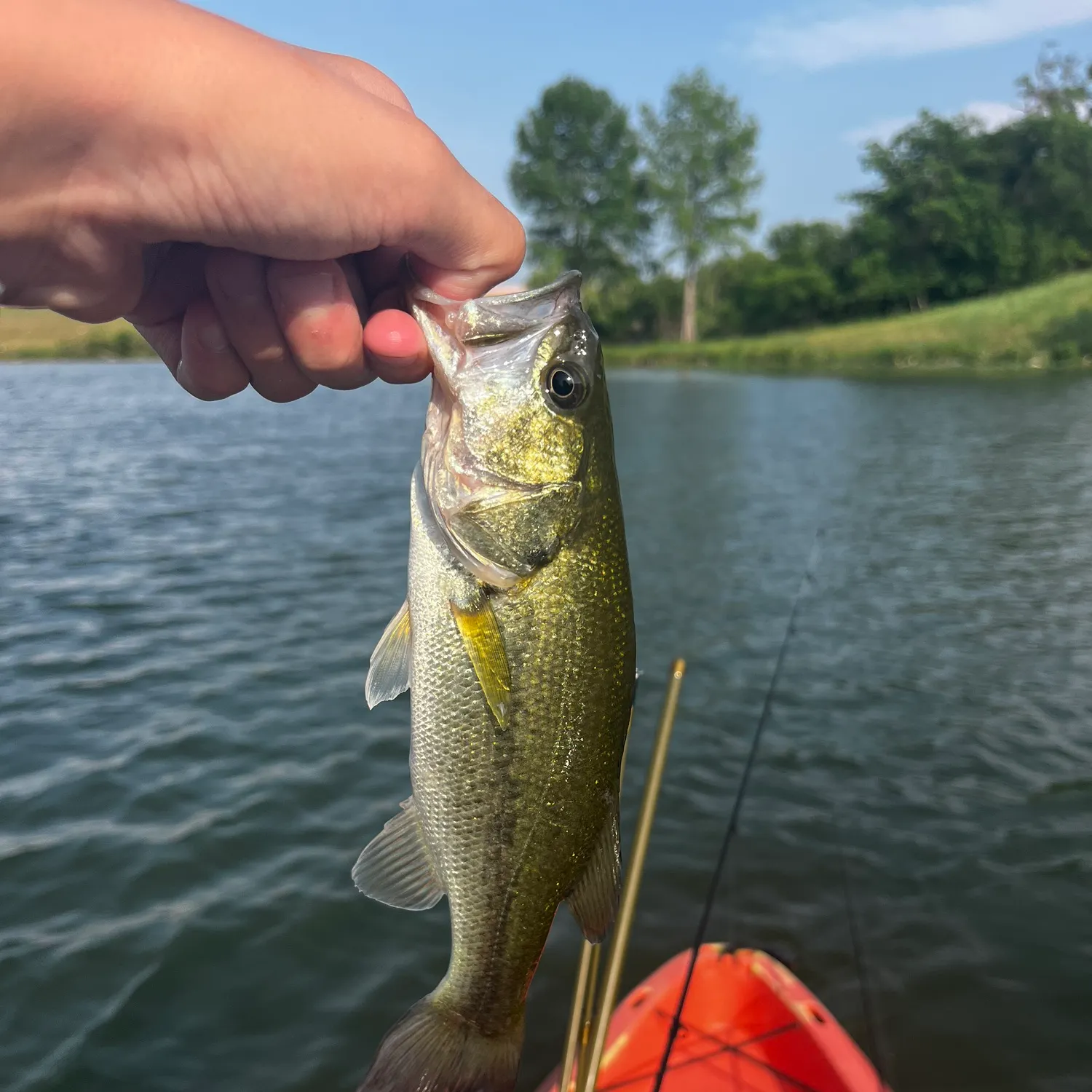 angler catch