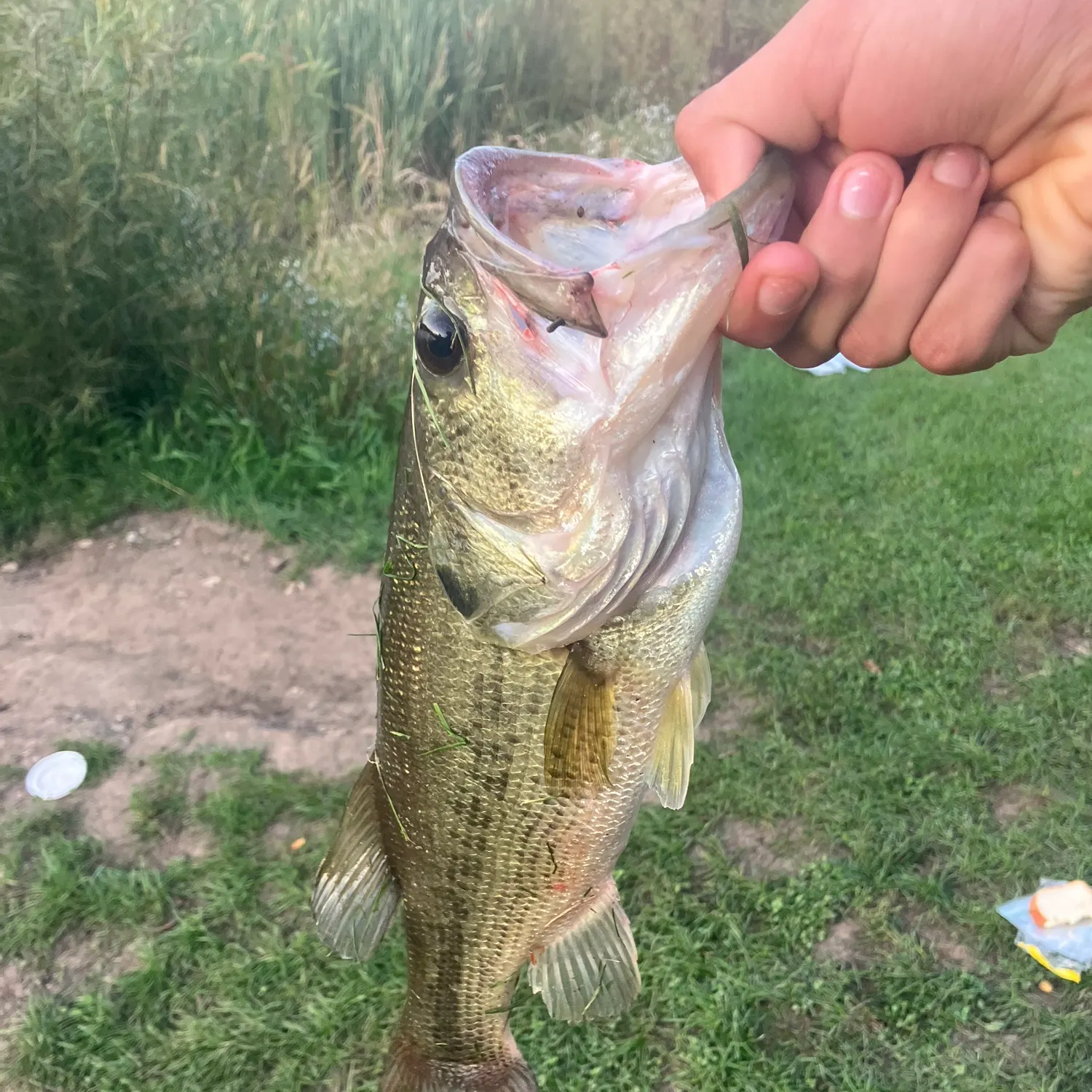 Fish caught on Fishbrain