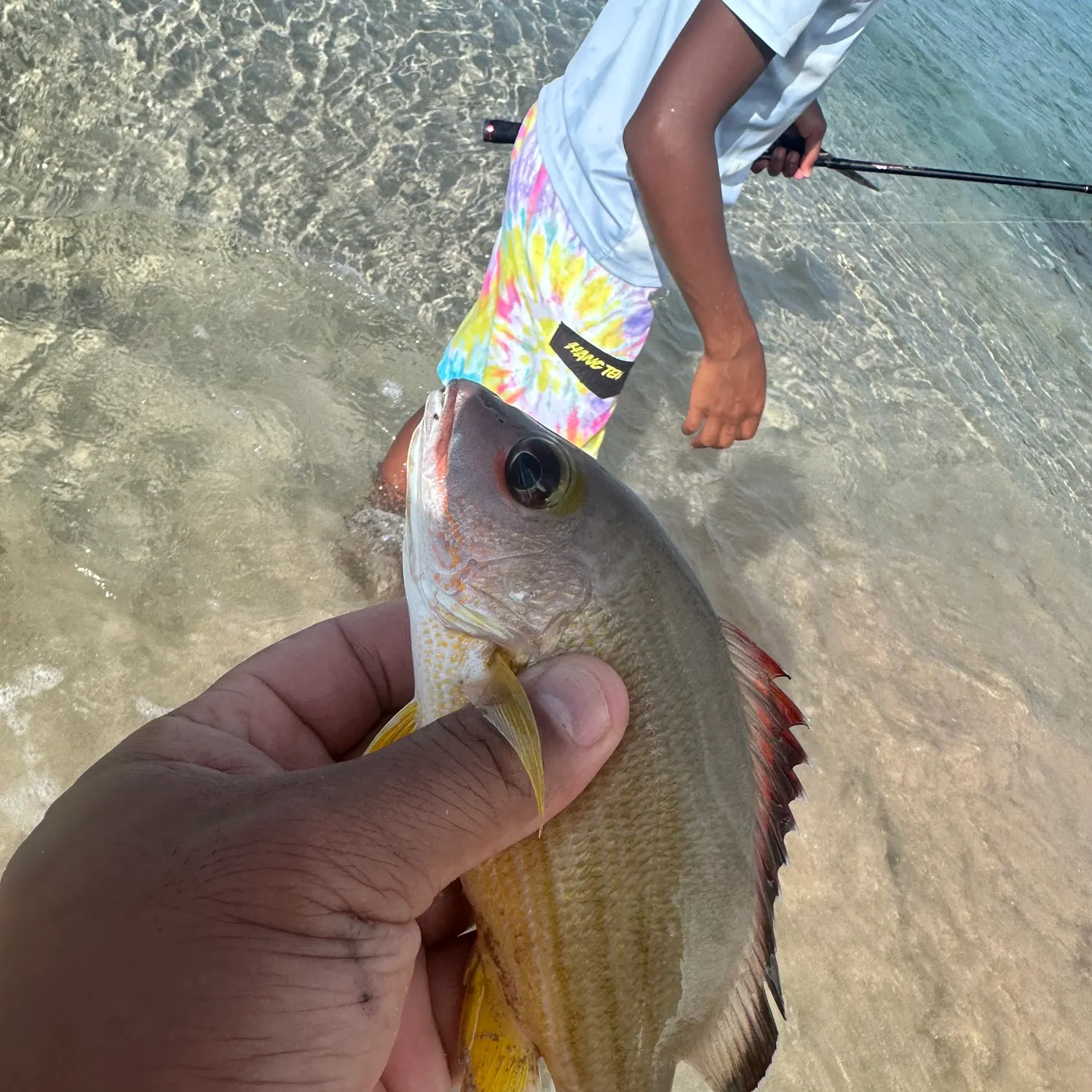 The most recent Blacktail snapper catches on Fishbrain