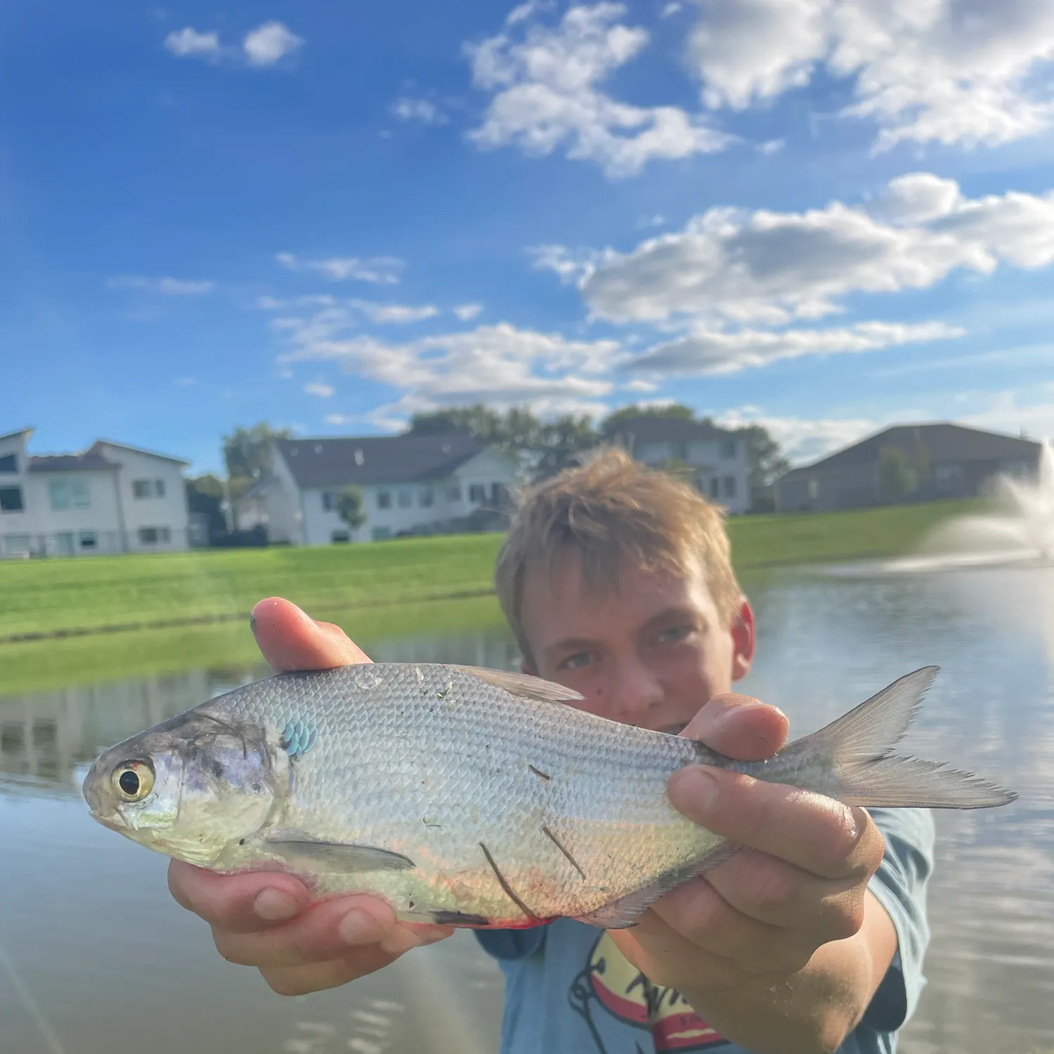 The most recent American gizzard shad catches on Fishbrain