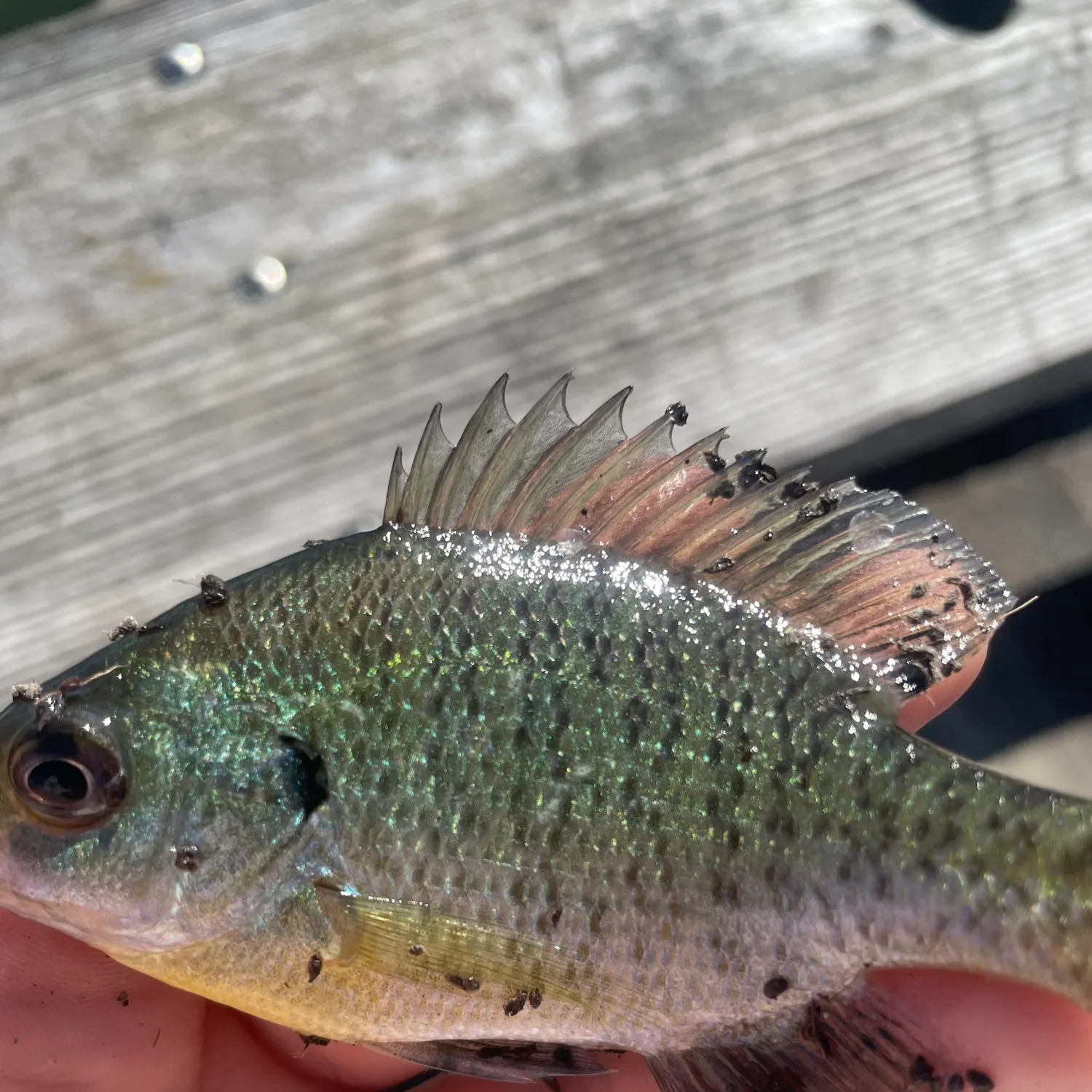 Bluegill caught on Fishbrain