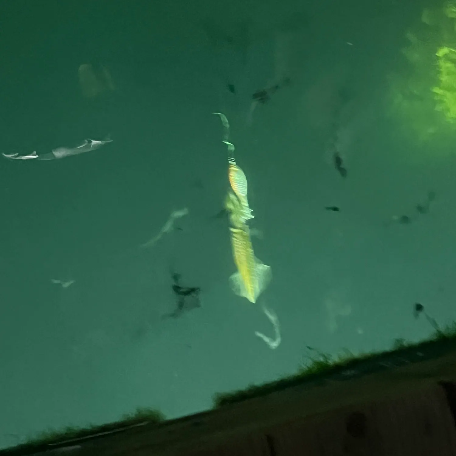 The most recent Longfin inshore squid catches on Fishbrain