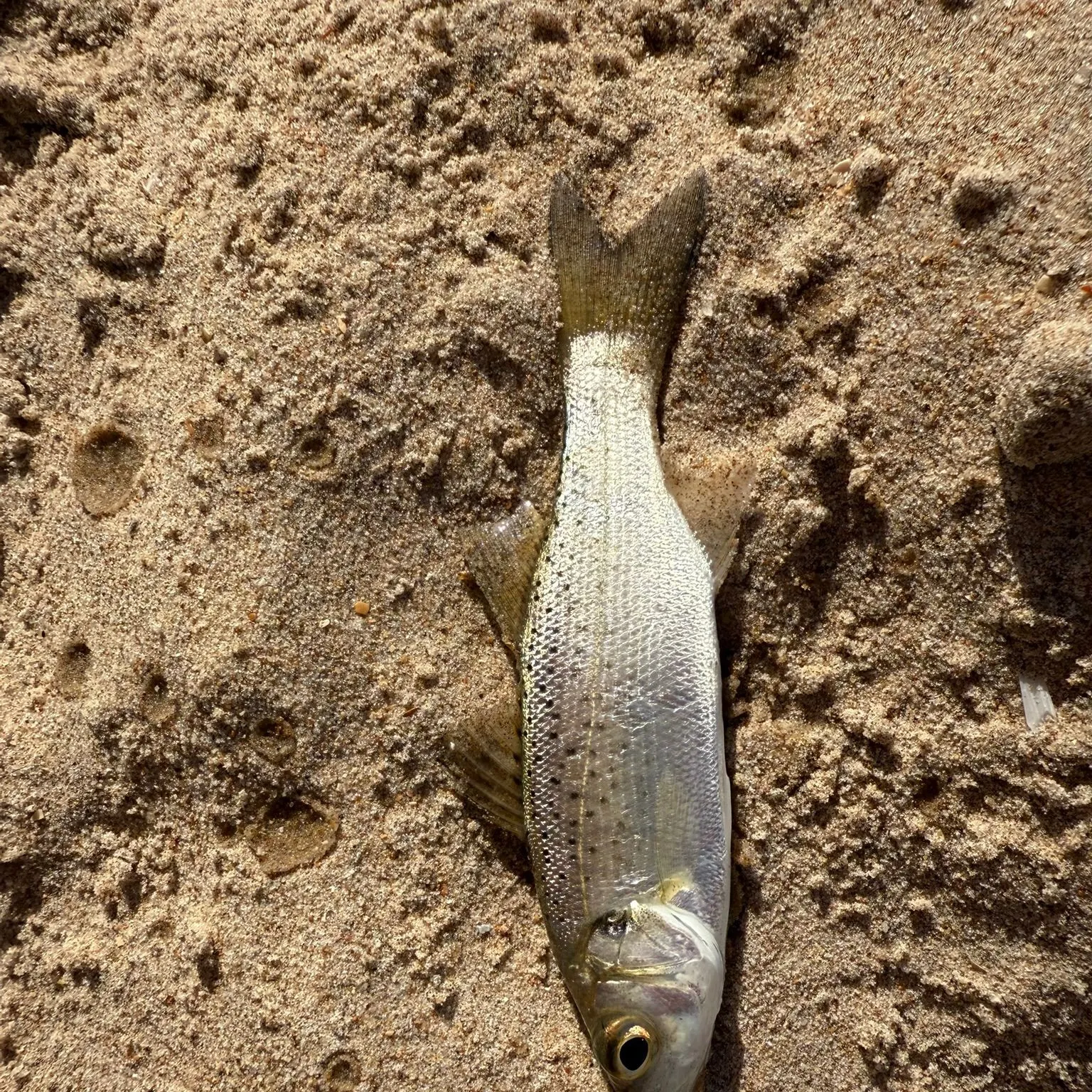 The most recent Spotted seabass catches on Fishbrain