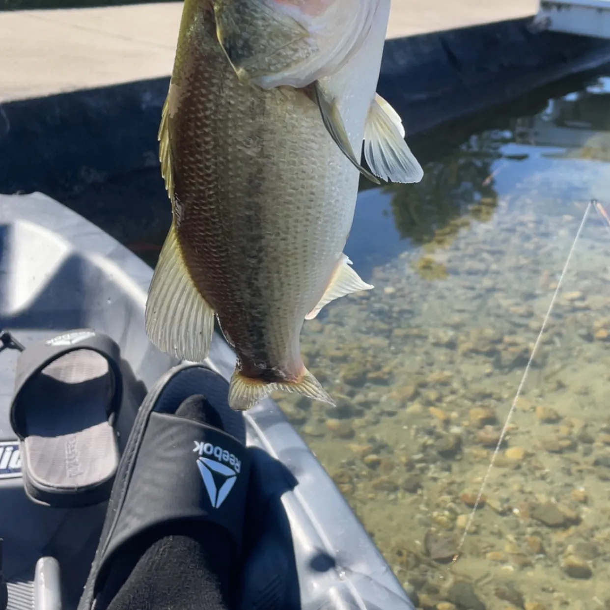 Largemouth bass caught on Fishbrain