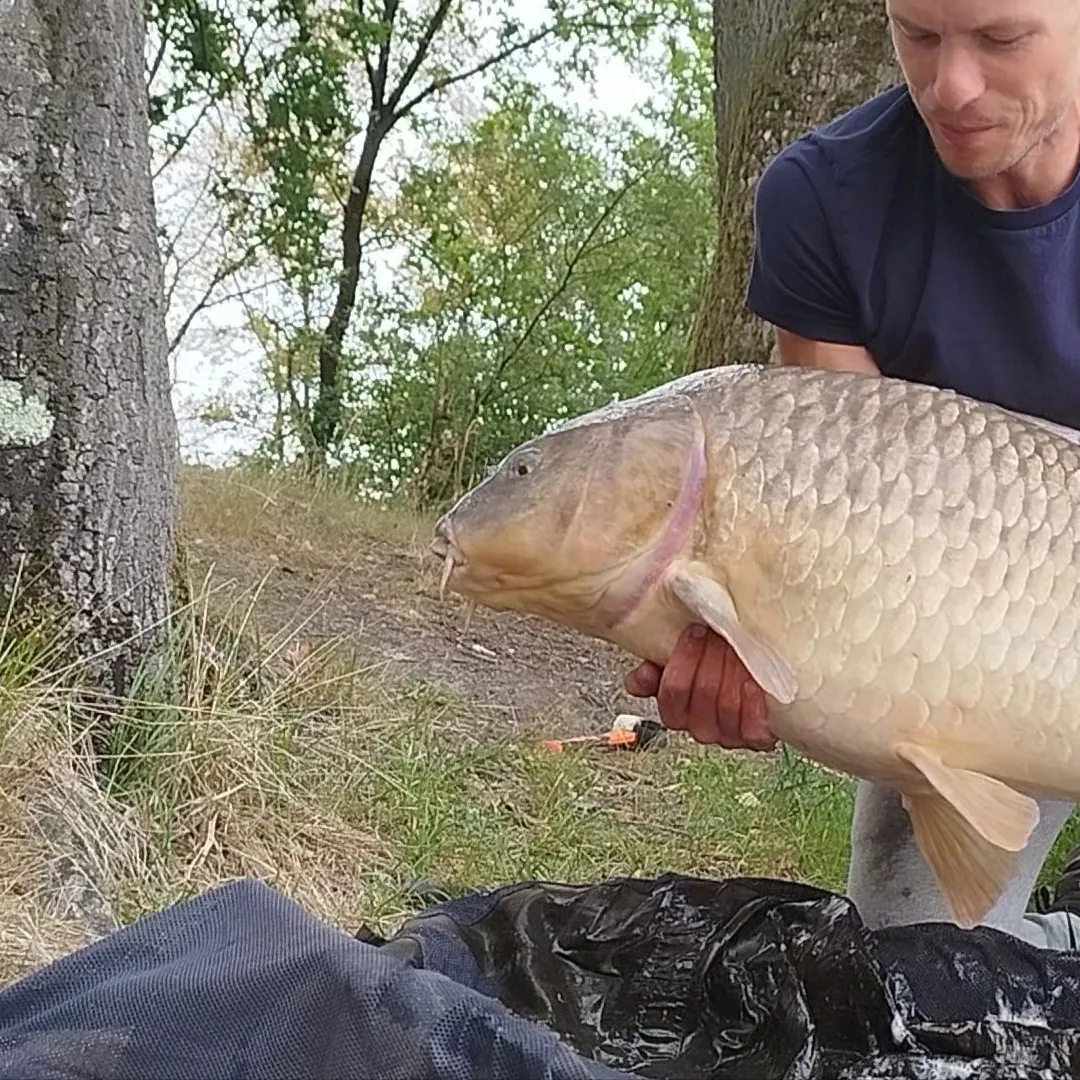 Common carp caught on Fishbrain