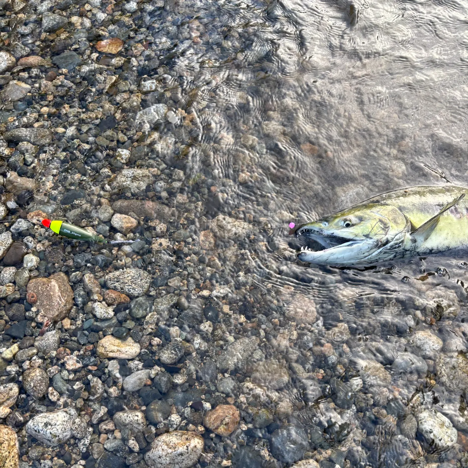 Chum salmon caught on Fishbrain