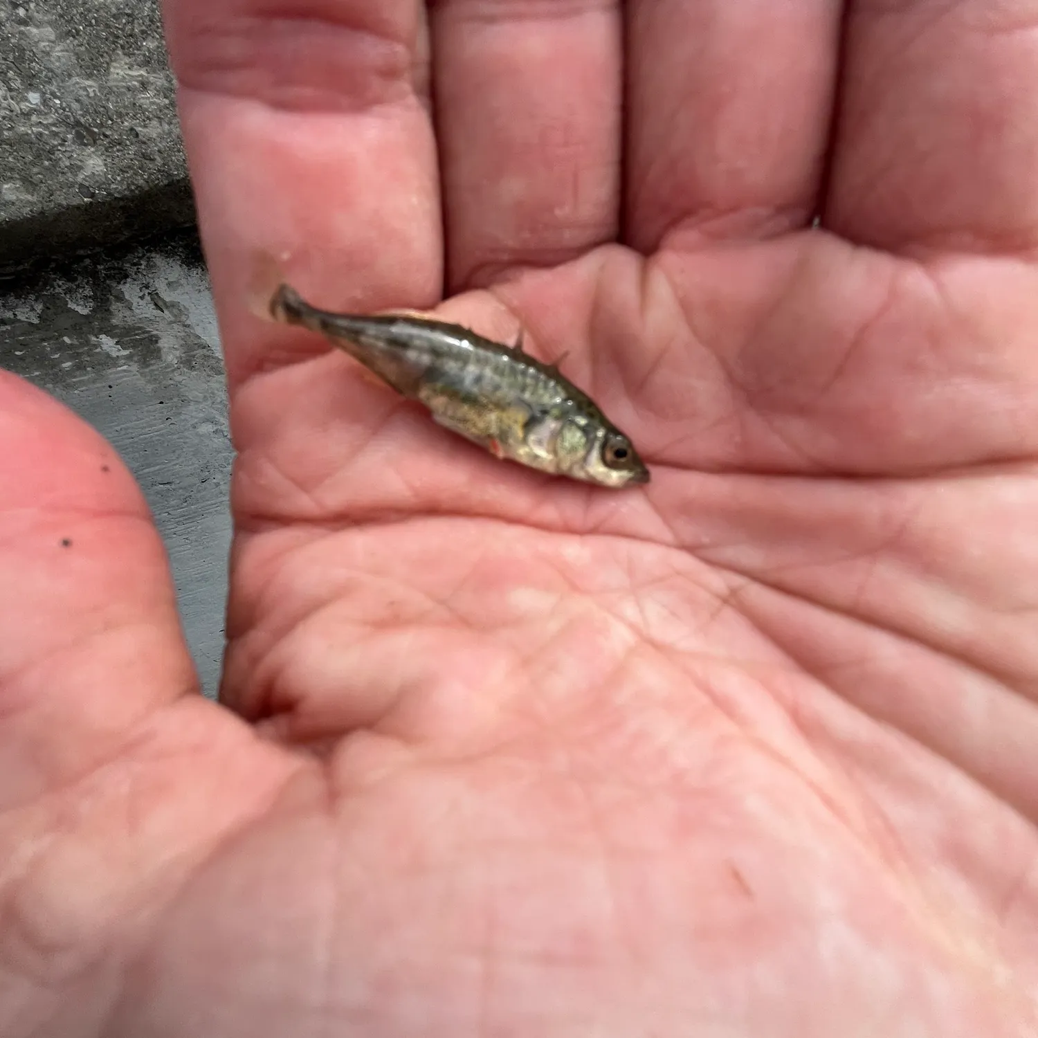 The most recent Brook stickleback catches on Fishbrain