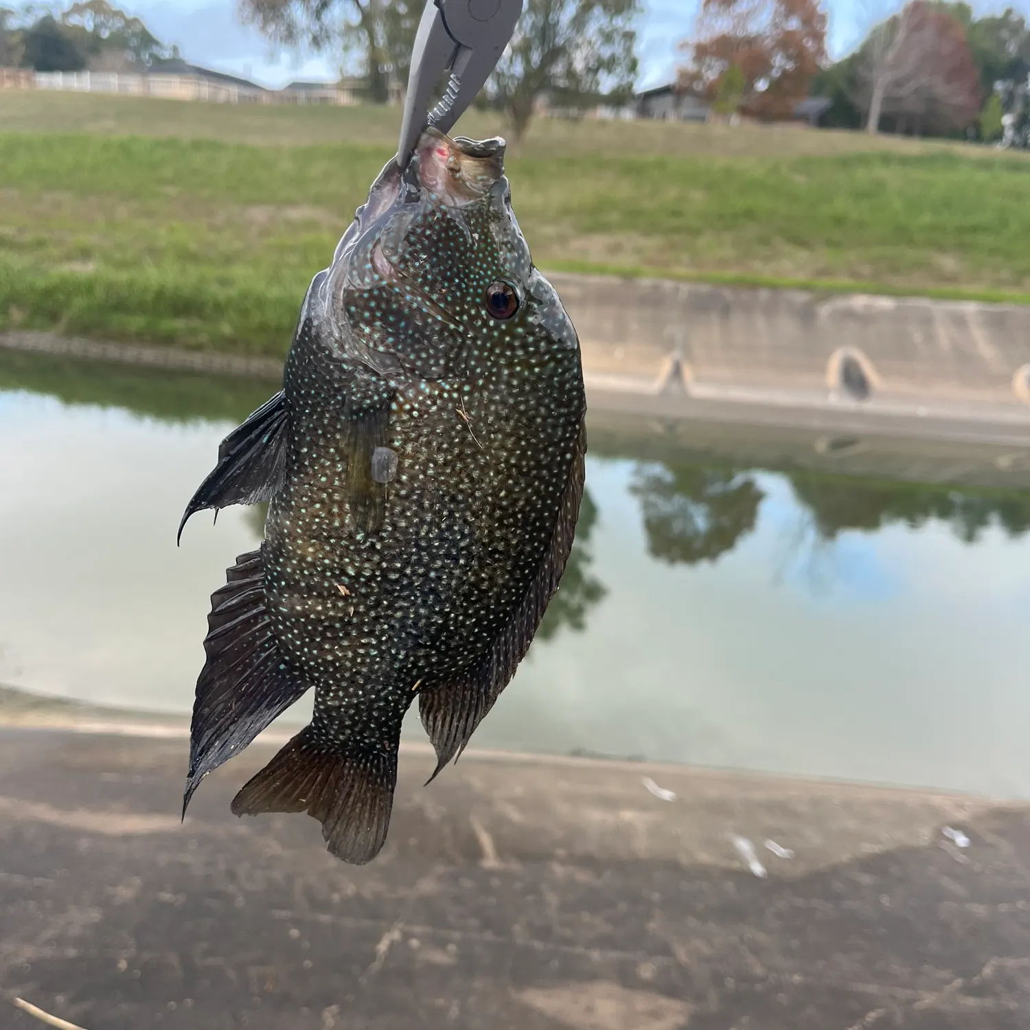 The most recent Rio Grande cichlid catches on Fishbrain