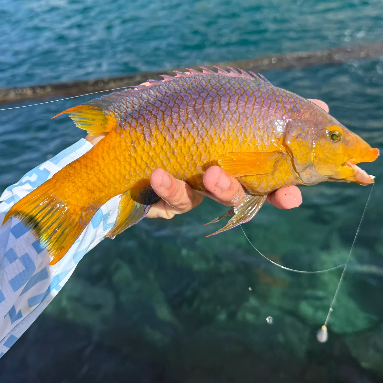 The most recent Spanish hogfish catches on Fishbrain