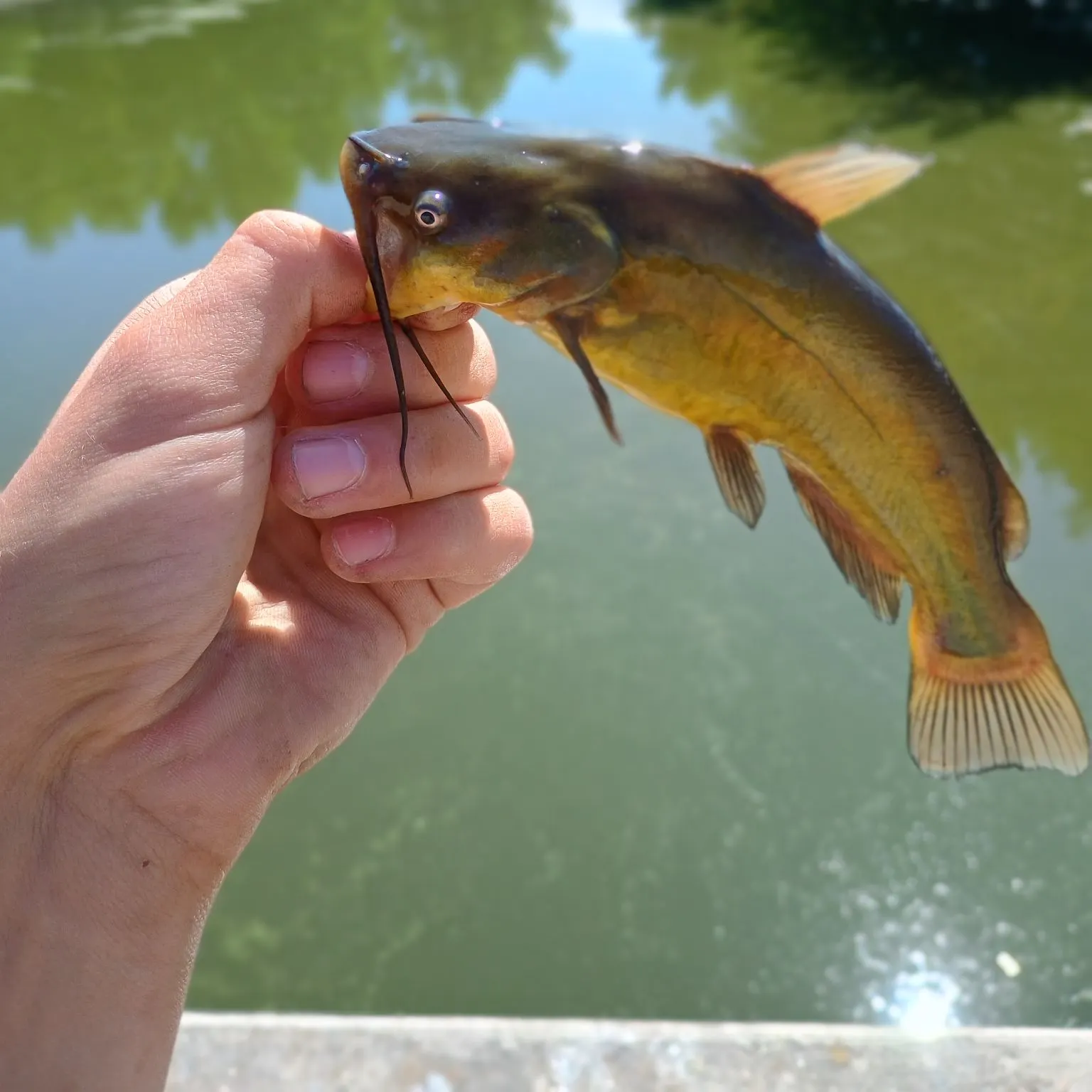 Yellow bullhead caught on Fishbrain