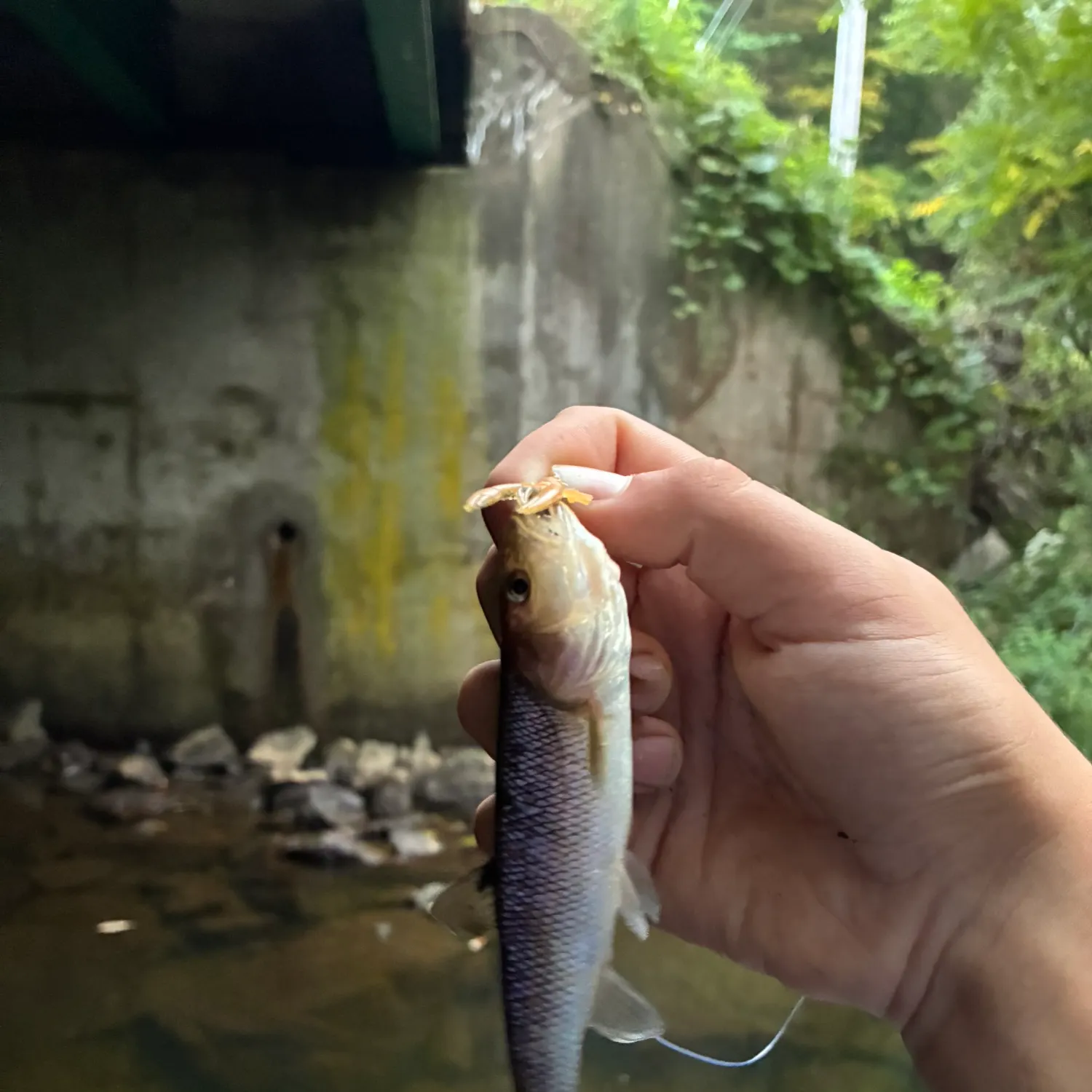 The most recent Fallfish catches on Fishbrain