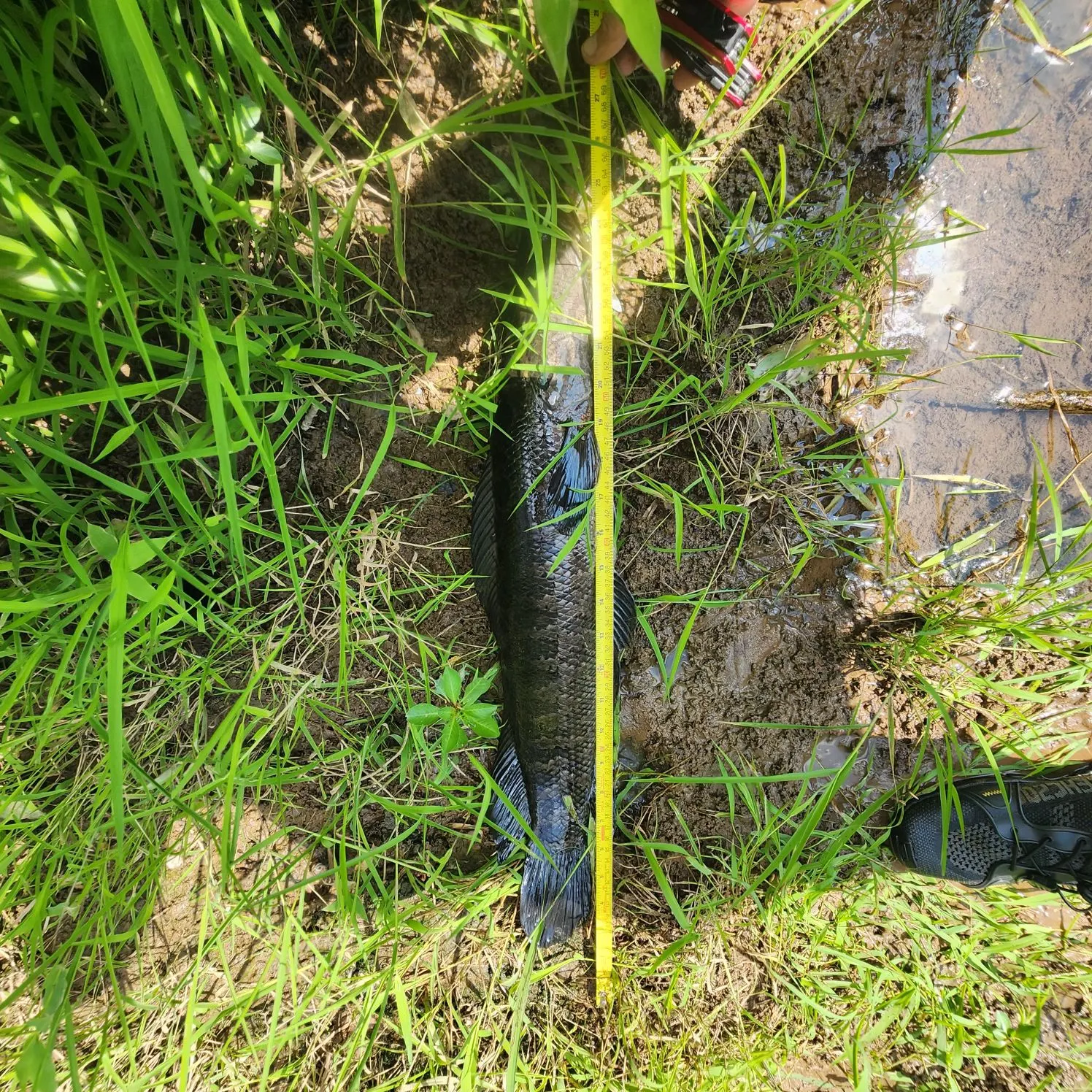 Northern snakehead caught on Fishbrain