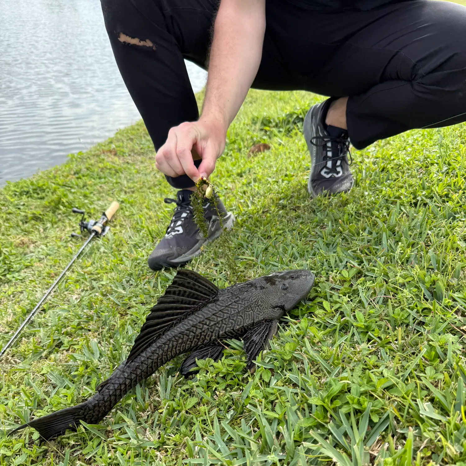 The most recent Suckermouth catfish catches on Fishbrain