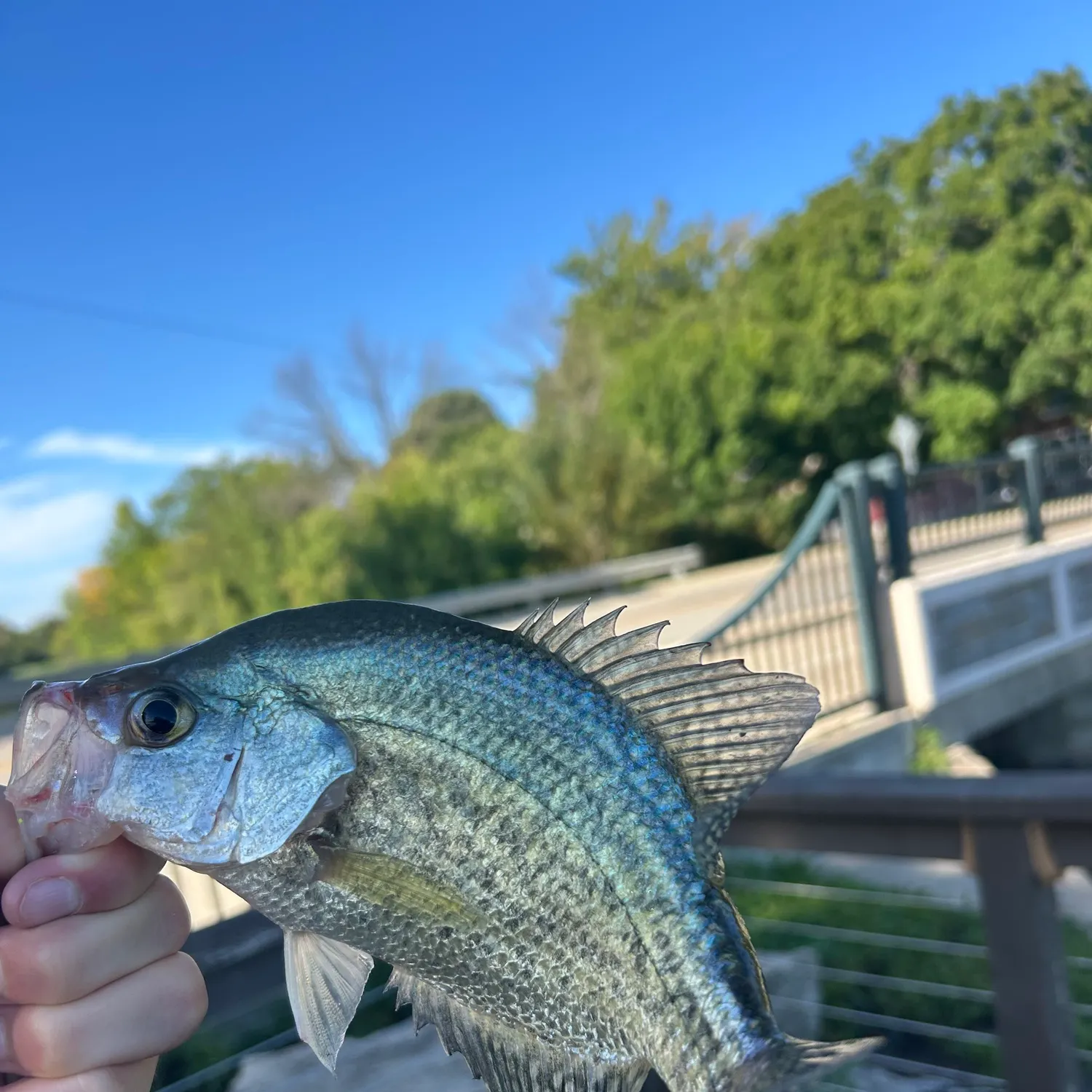 Black crappie caught on Fishbrain