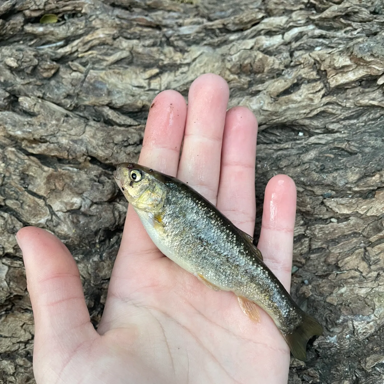 The most recent Arroyo chub catches on Fishbrain
