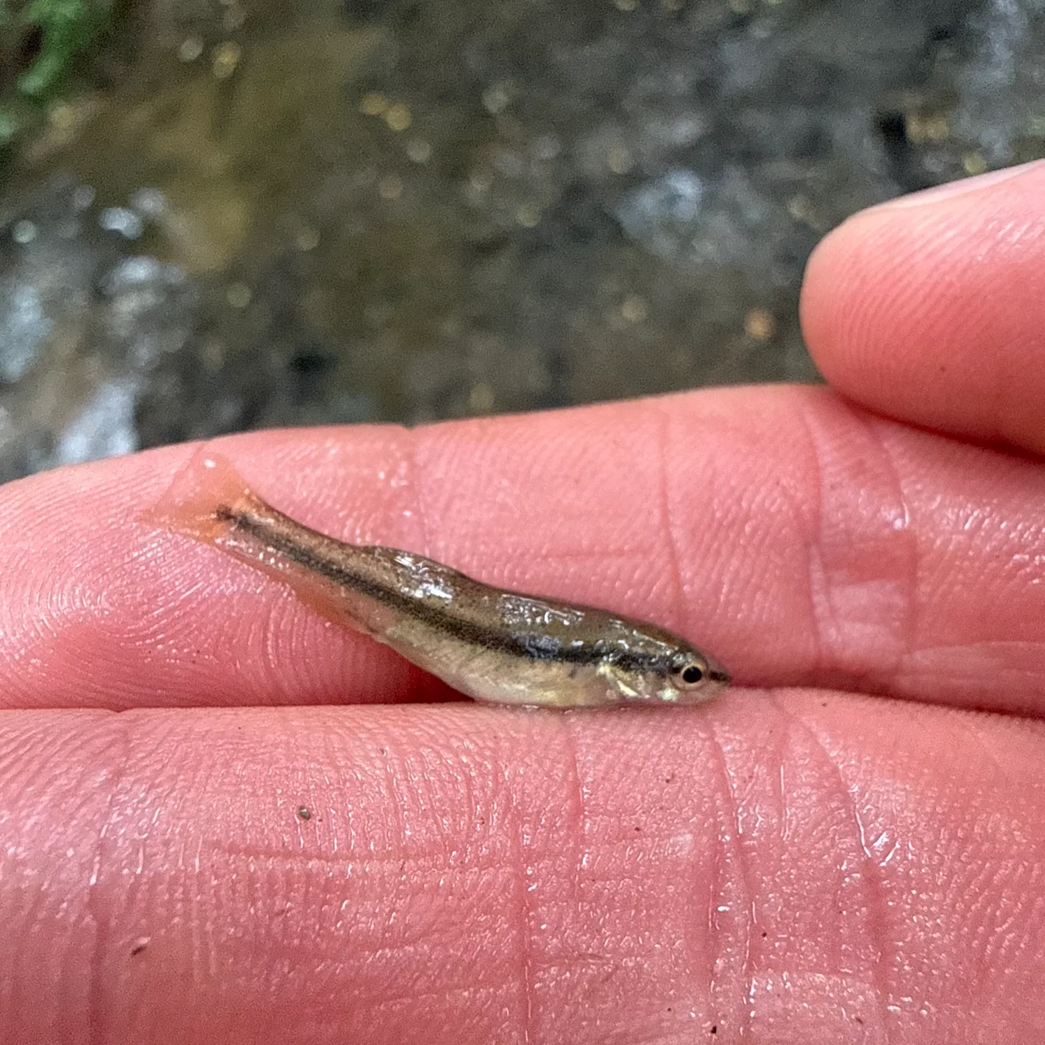 The most recent Bluntnose minnow catches on Fishbrain