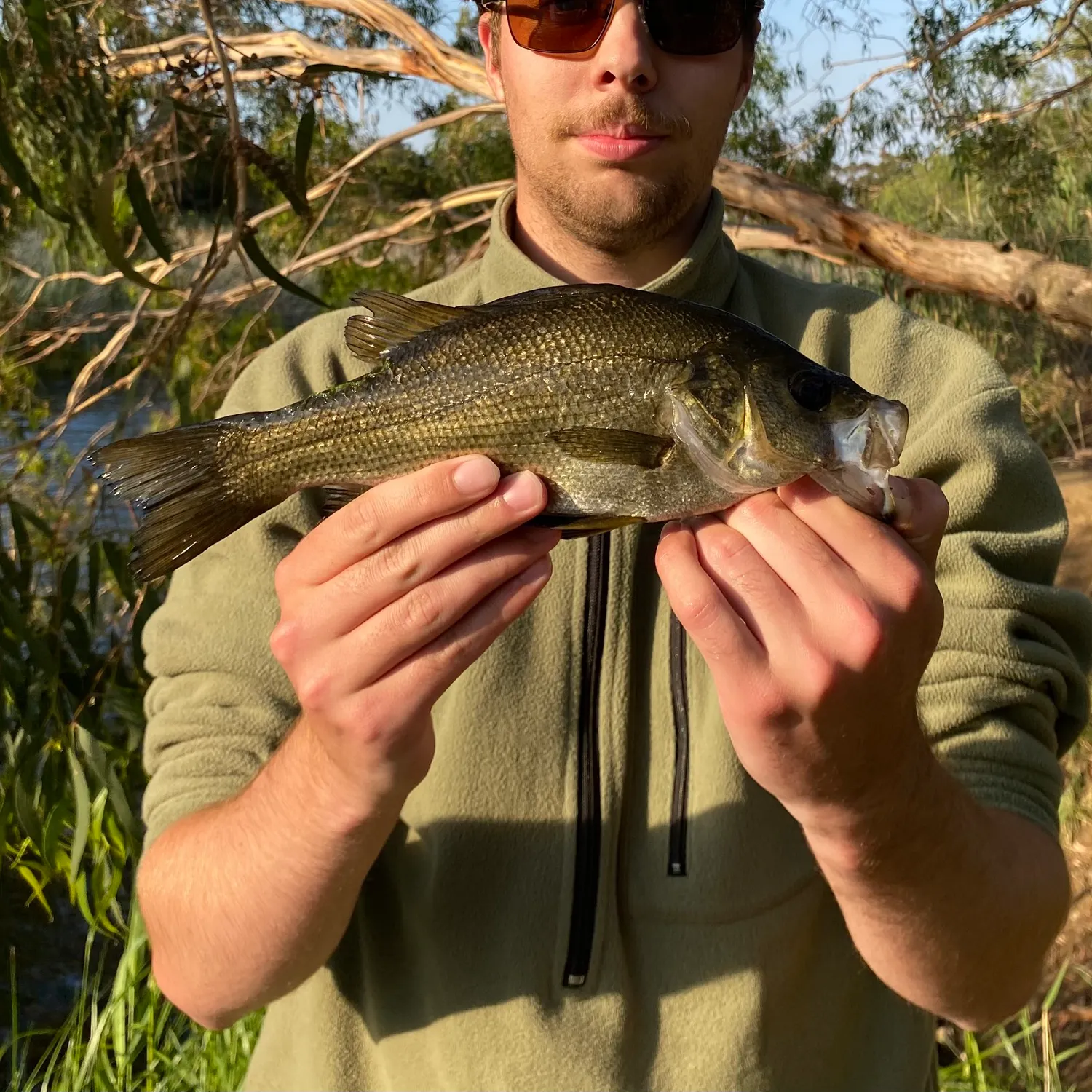 The most recent Estuary perch catches on Fishbrain
