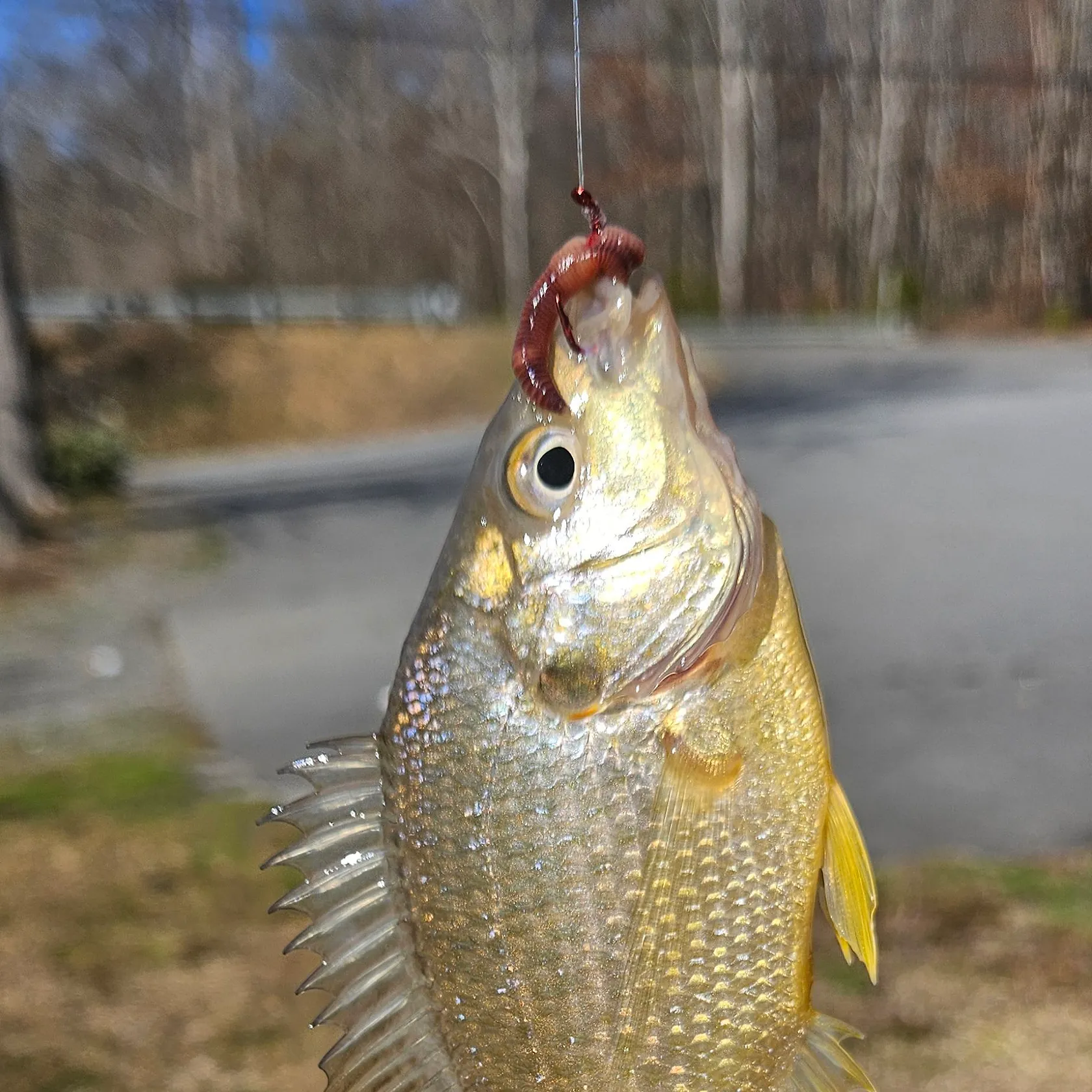 The most recent Bluegill catches on Fishbrain