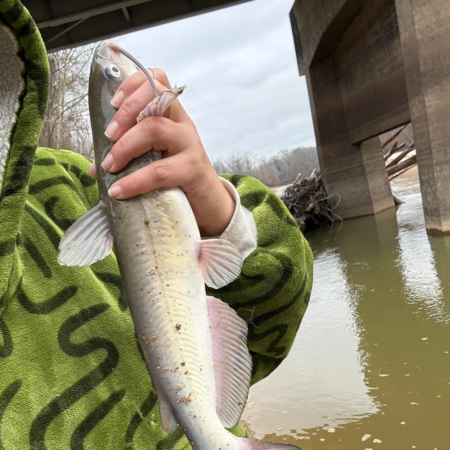 The most recent Channel catfish catches on Fishbrain