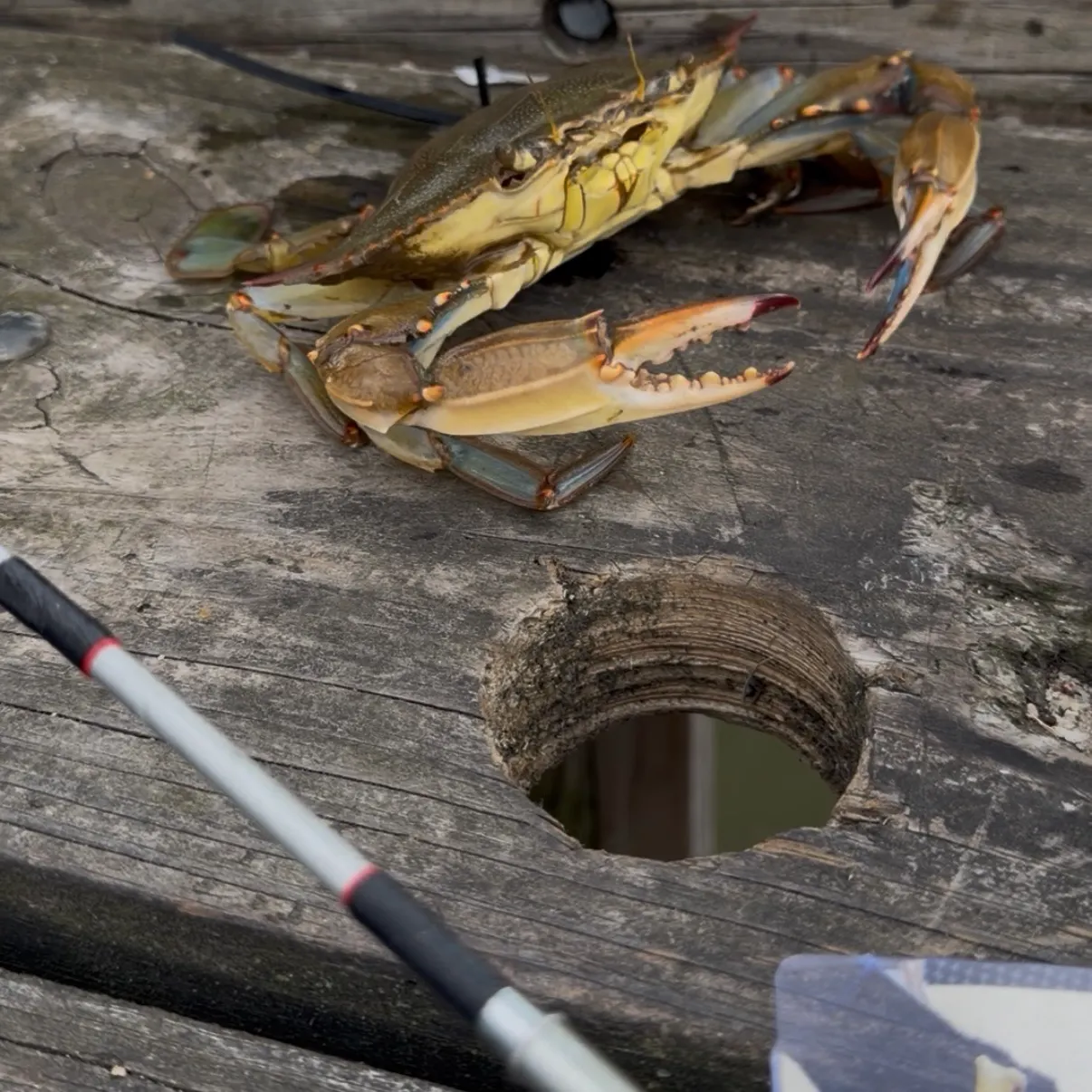 Blue crab caught on Fishbrain
