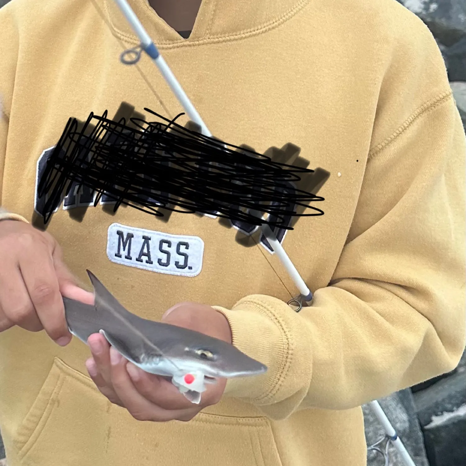 The most recent Gummy shark catches on Fishbrain