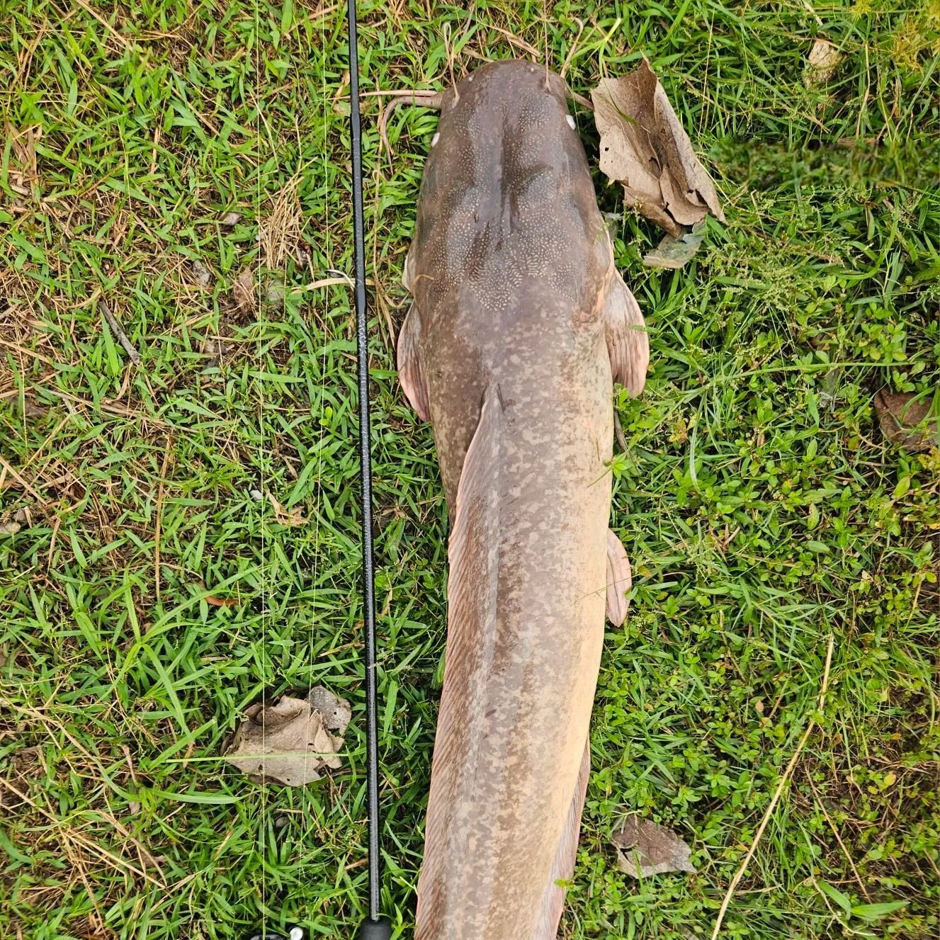 The most recent North African catfish catches on Fishbrain
