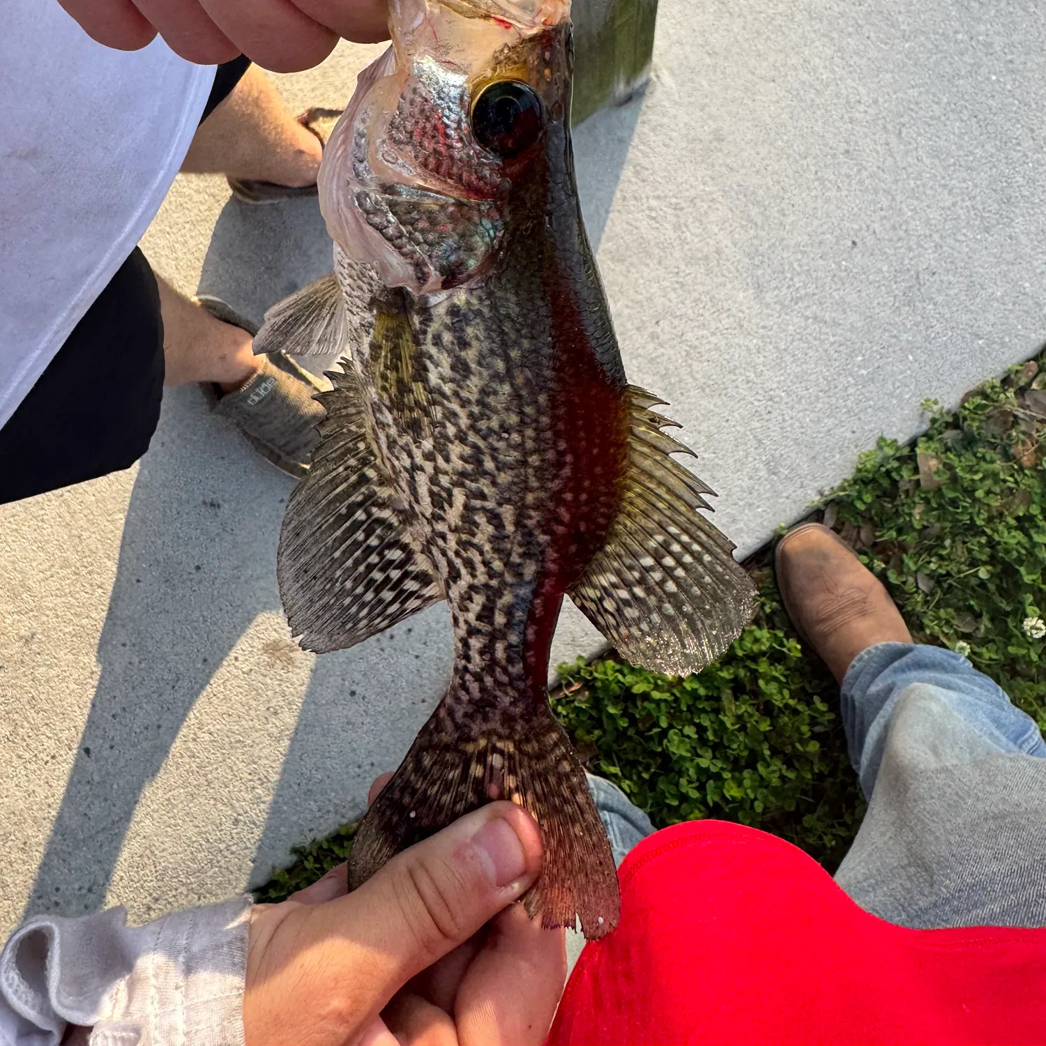 recently logged catches