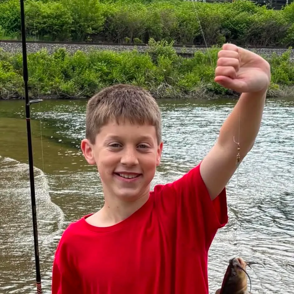 Black bullhead caught on Fishbrain