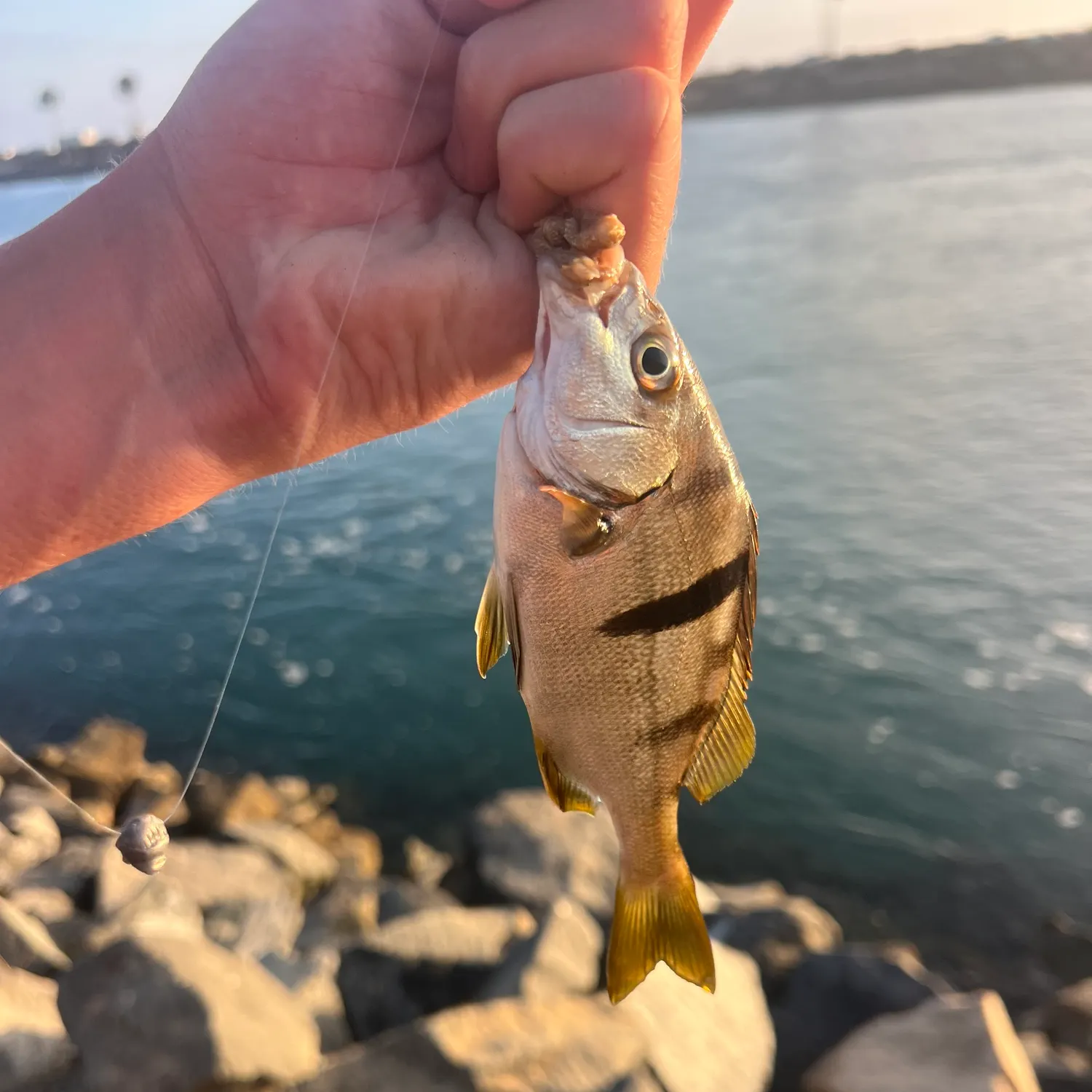 The most recent Sargo catches on Fishbrain