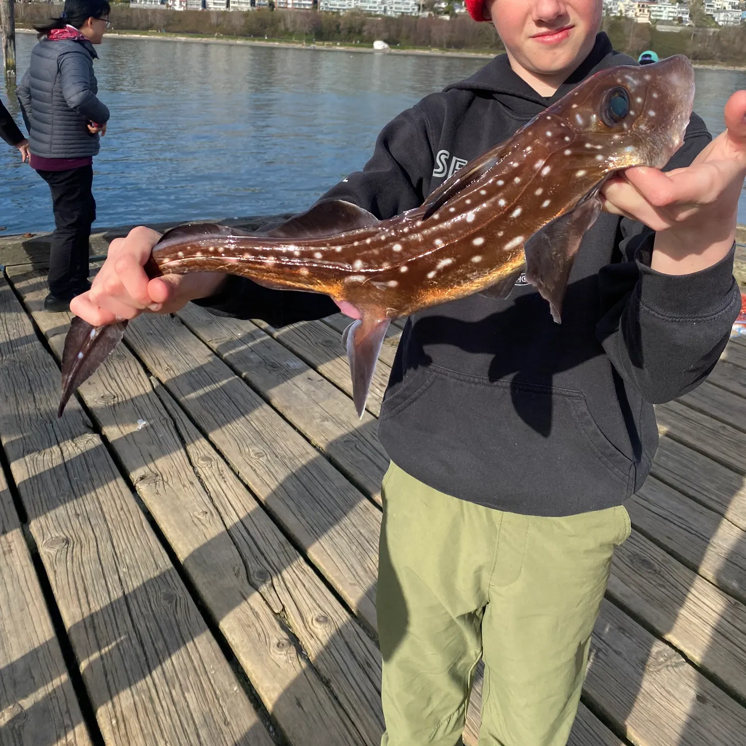 The most recent Spotted ratfish catches on Fishbrain