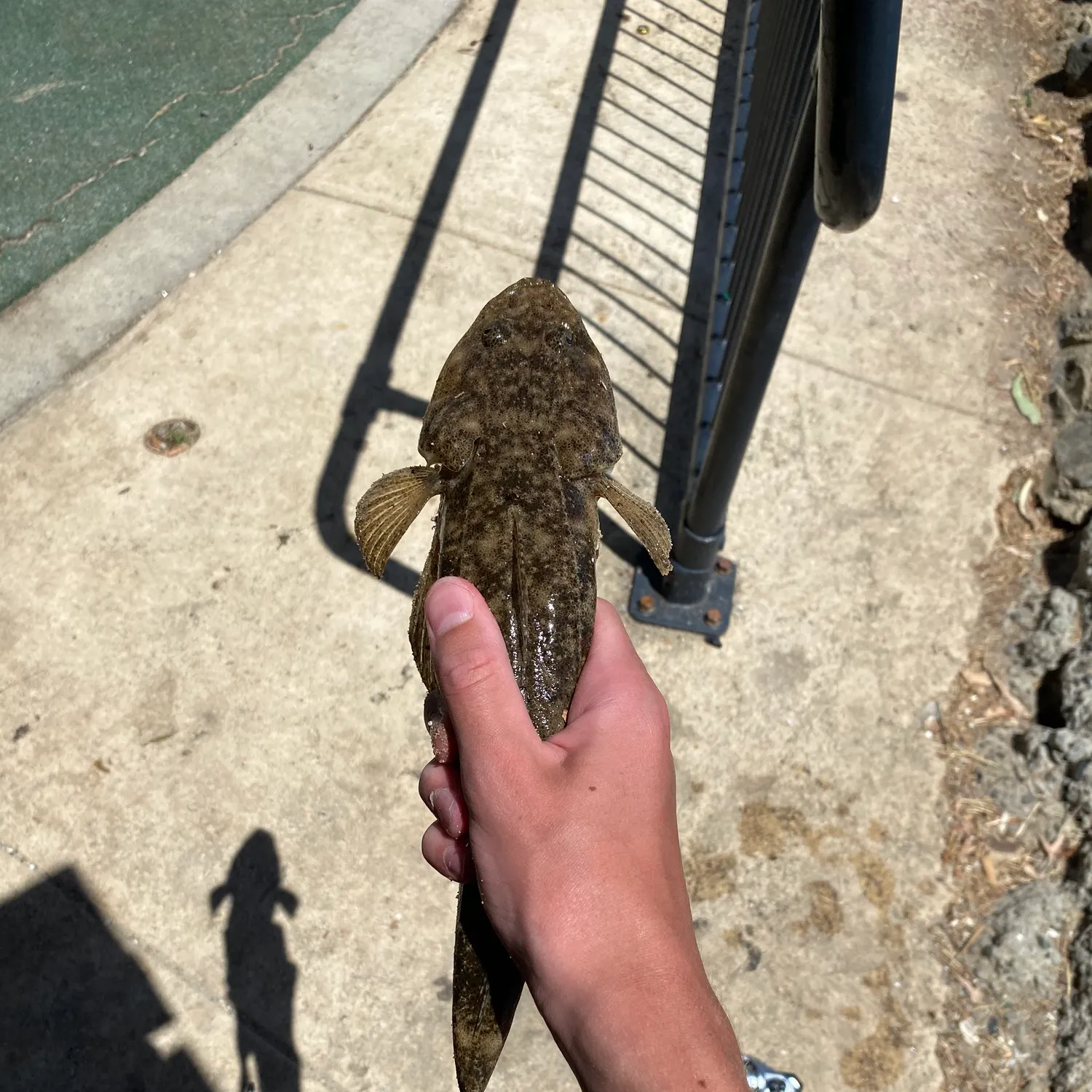 The most recent Bartail flathead catches on Fishbrain