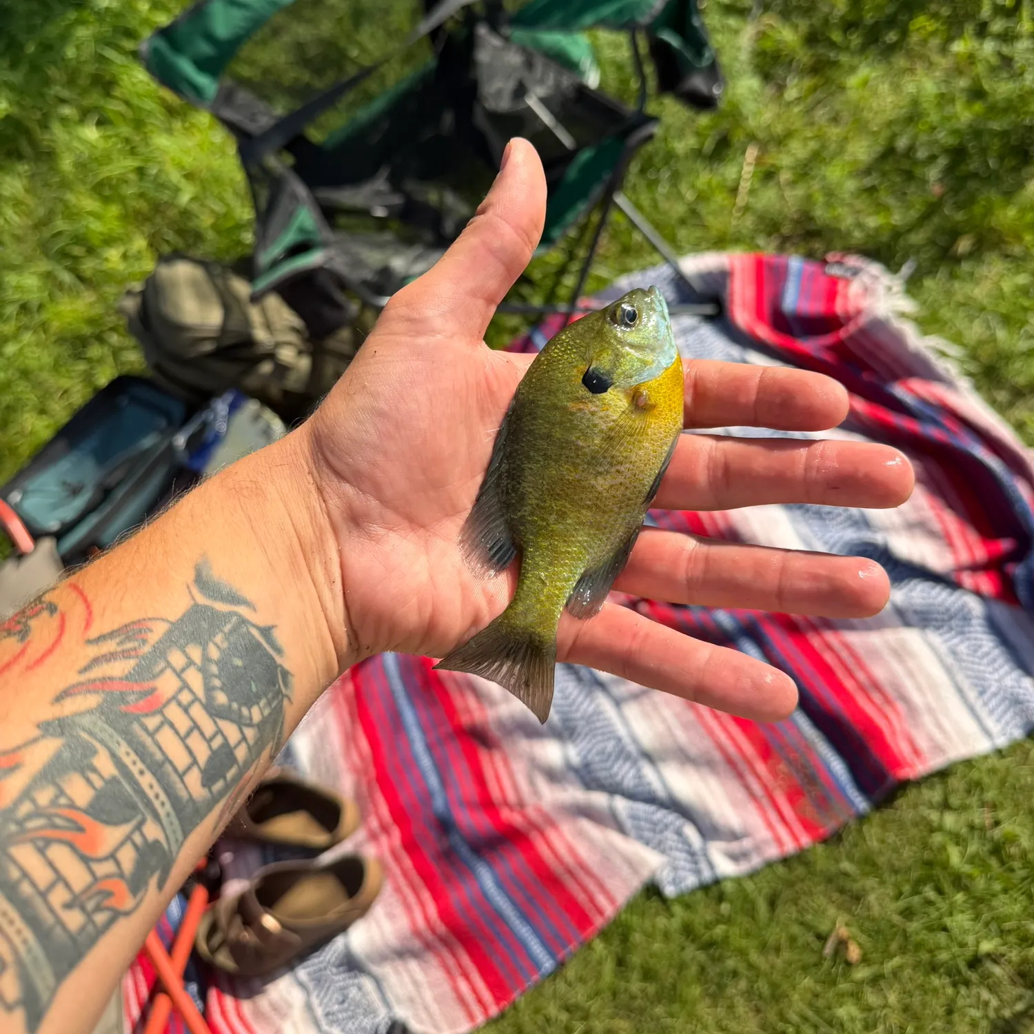 Bluegill caught on Fishbrain
