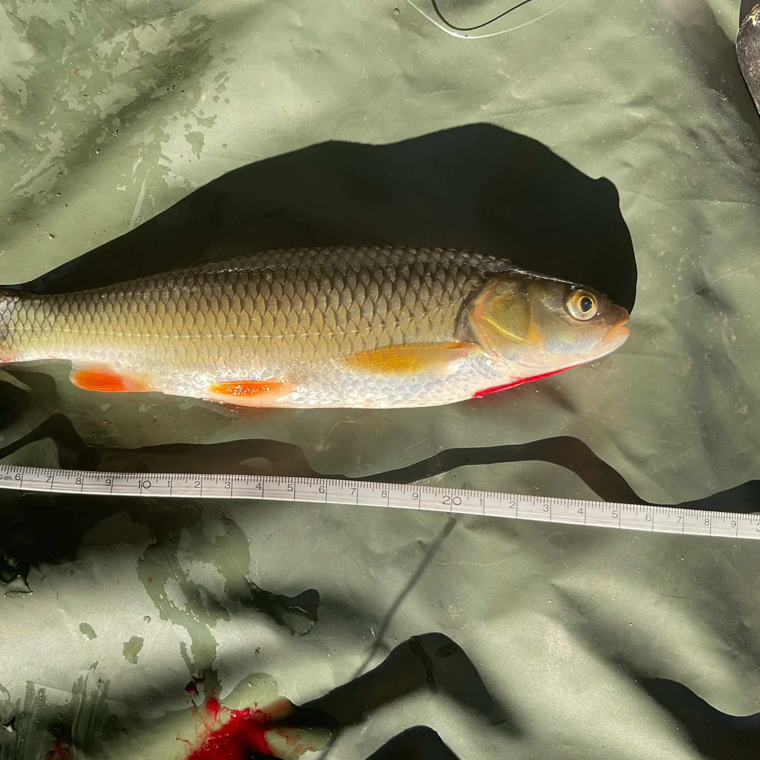 European chub caught on Fishbrain
