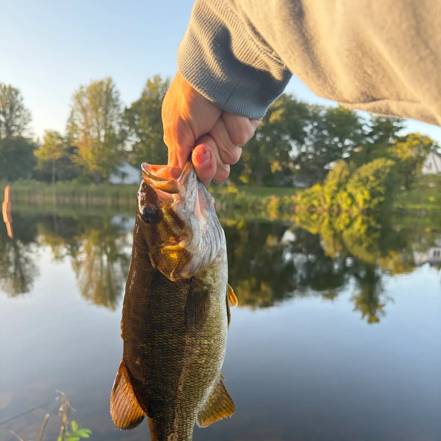 Smallmouth bass caught on Fishbrain