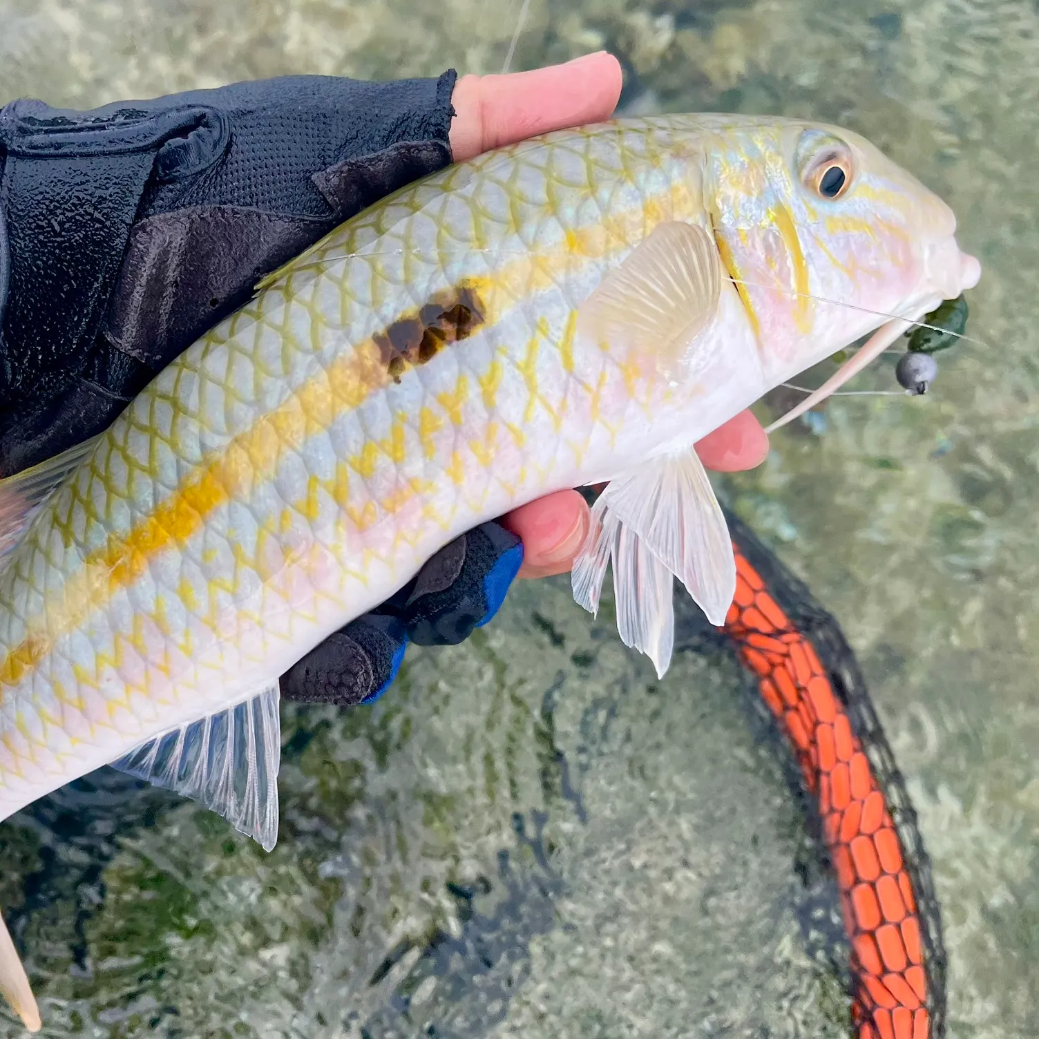 The most recent Yellow striped goatfish catches on Fishbrain