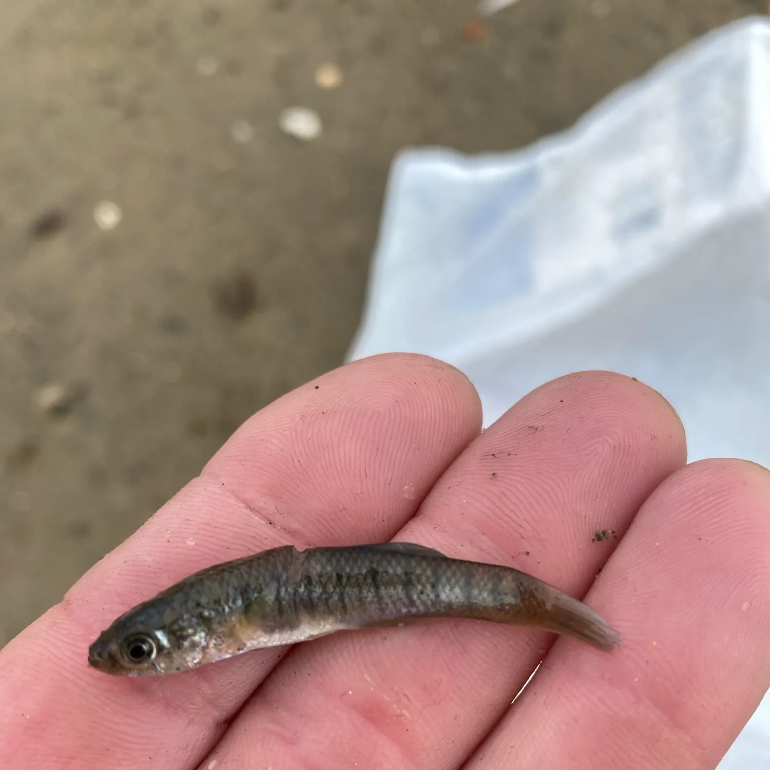Banded killifish caught on Fishbrain