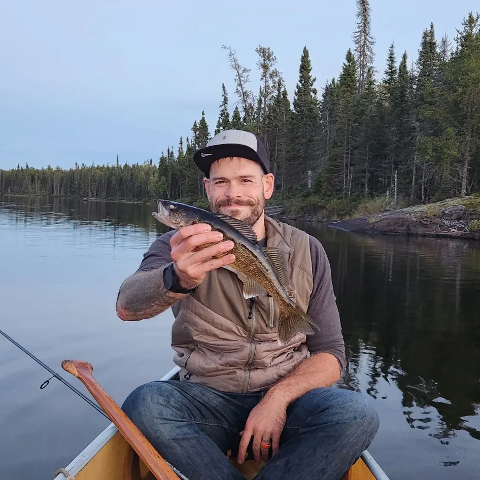 Walleye caught on Fishbrain