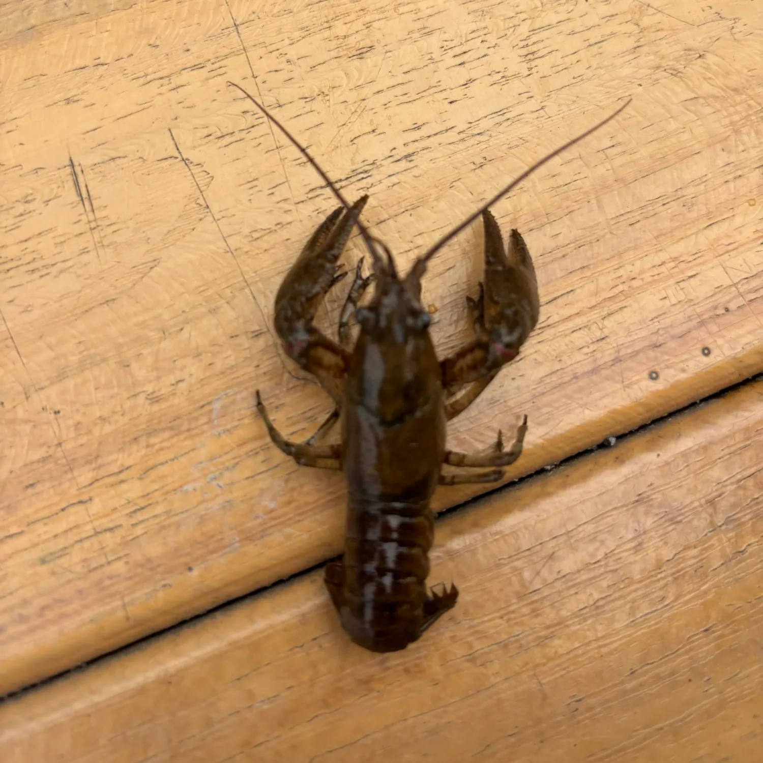 The most recent Northern clearwater crayfish catches on Fishbrain