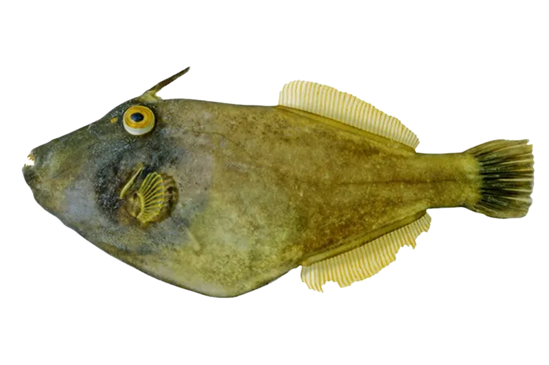 Black reef leatherjacket