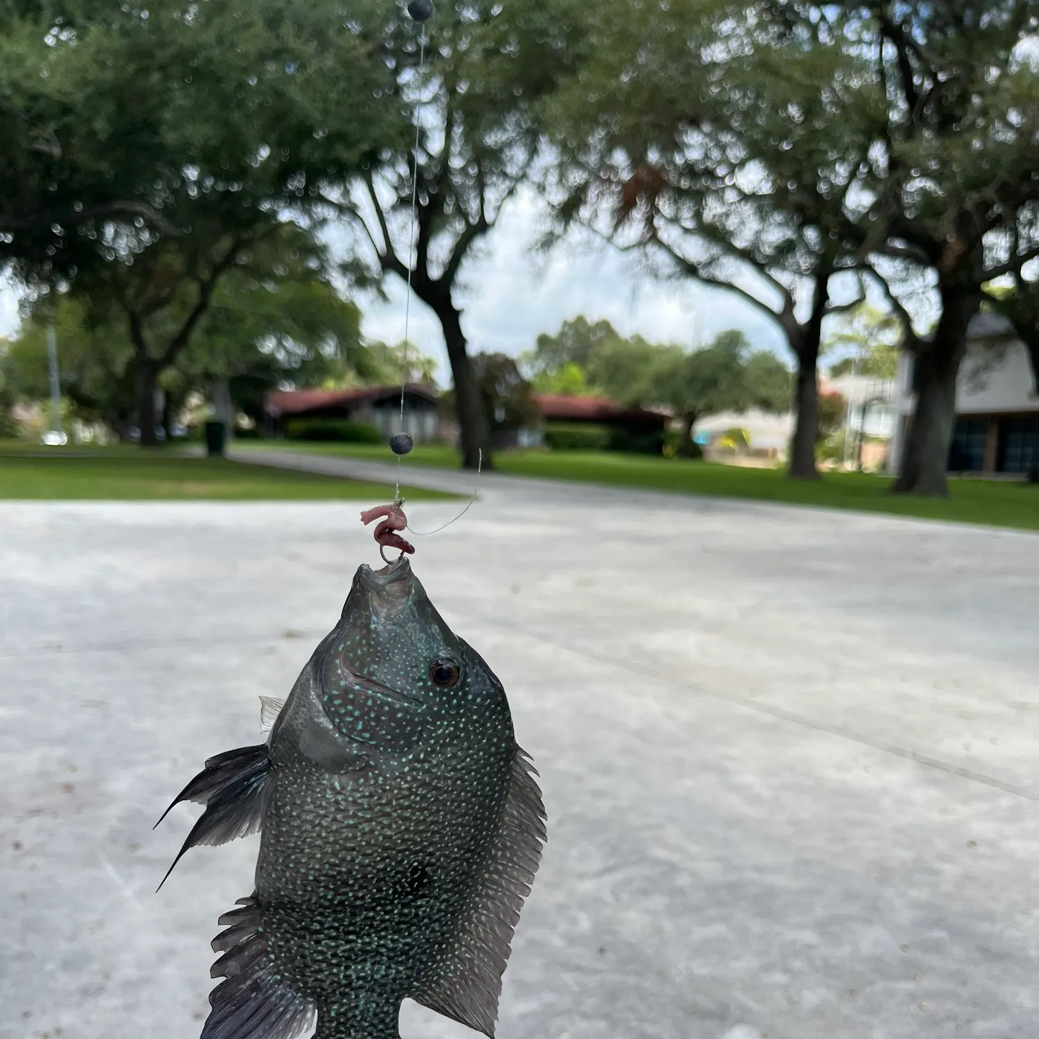 Rio Grande cichlid caught on Fishbrain