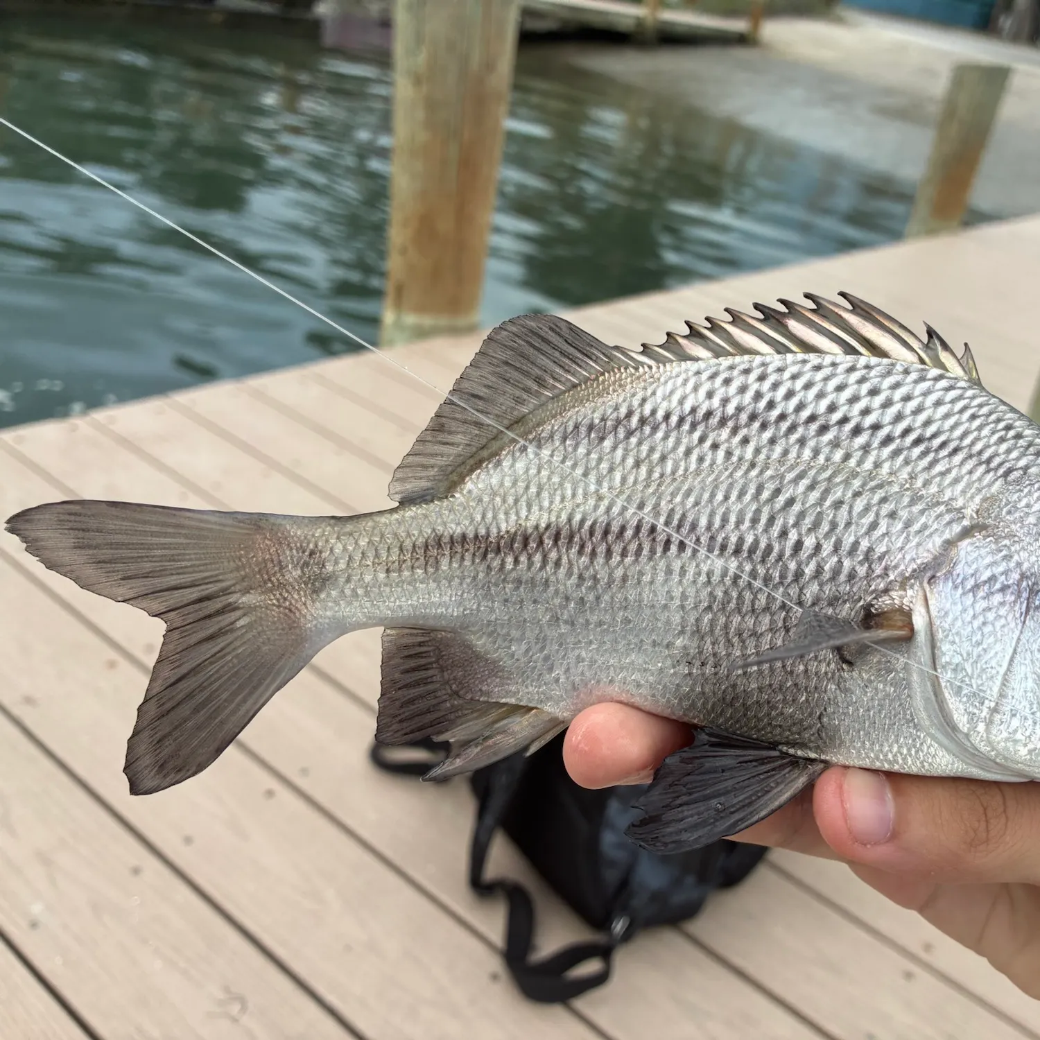 Black margate caught on Fishbrain