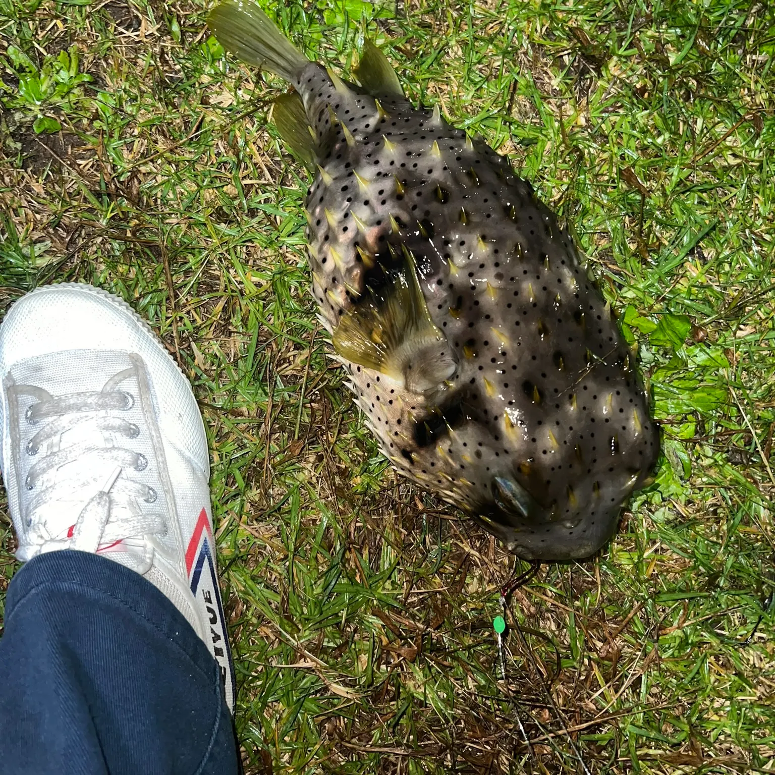 The most recent Longspined porcupinefish catches on Fishbrain