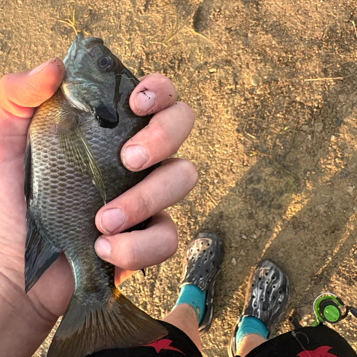 Bluegill caught on Fishbrain