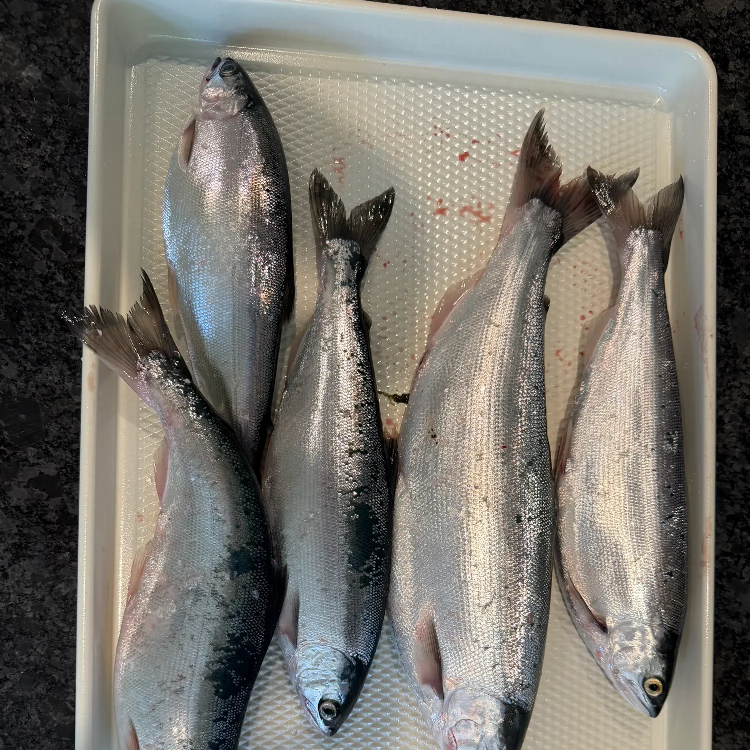 The most recent Kokanee salmon catches on Fishbrain