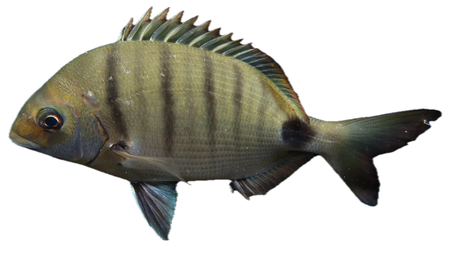 Moroccan white seabream