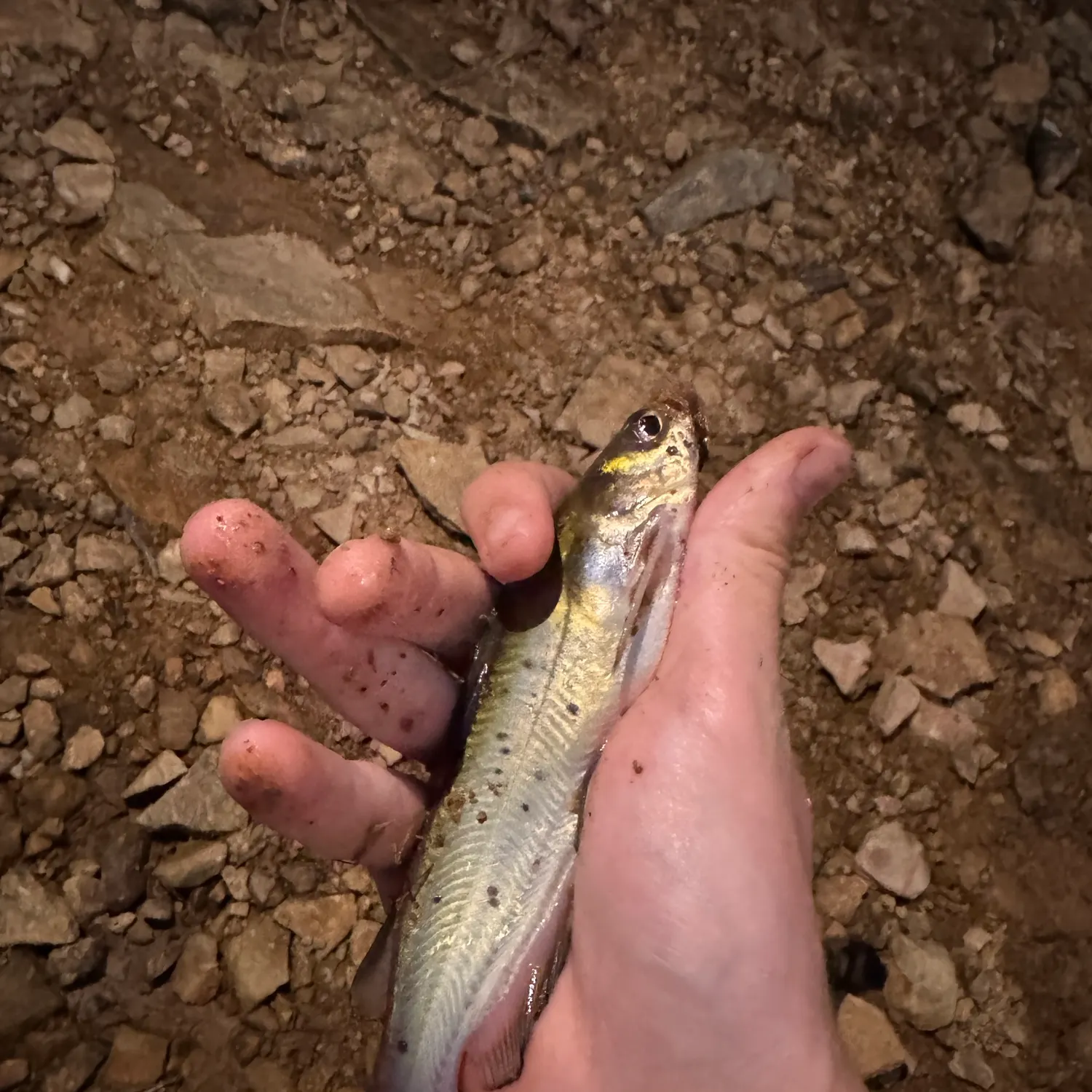 Channel catfish caught on Fishbrain