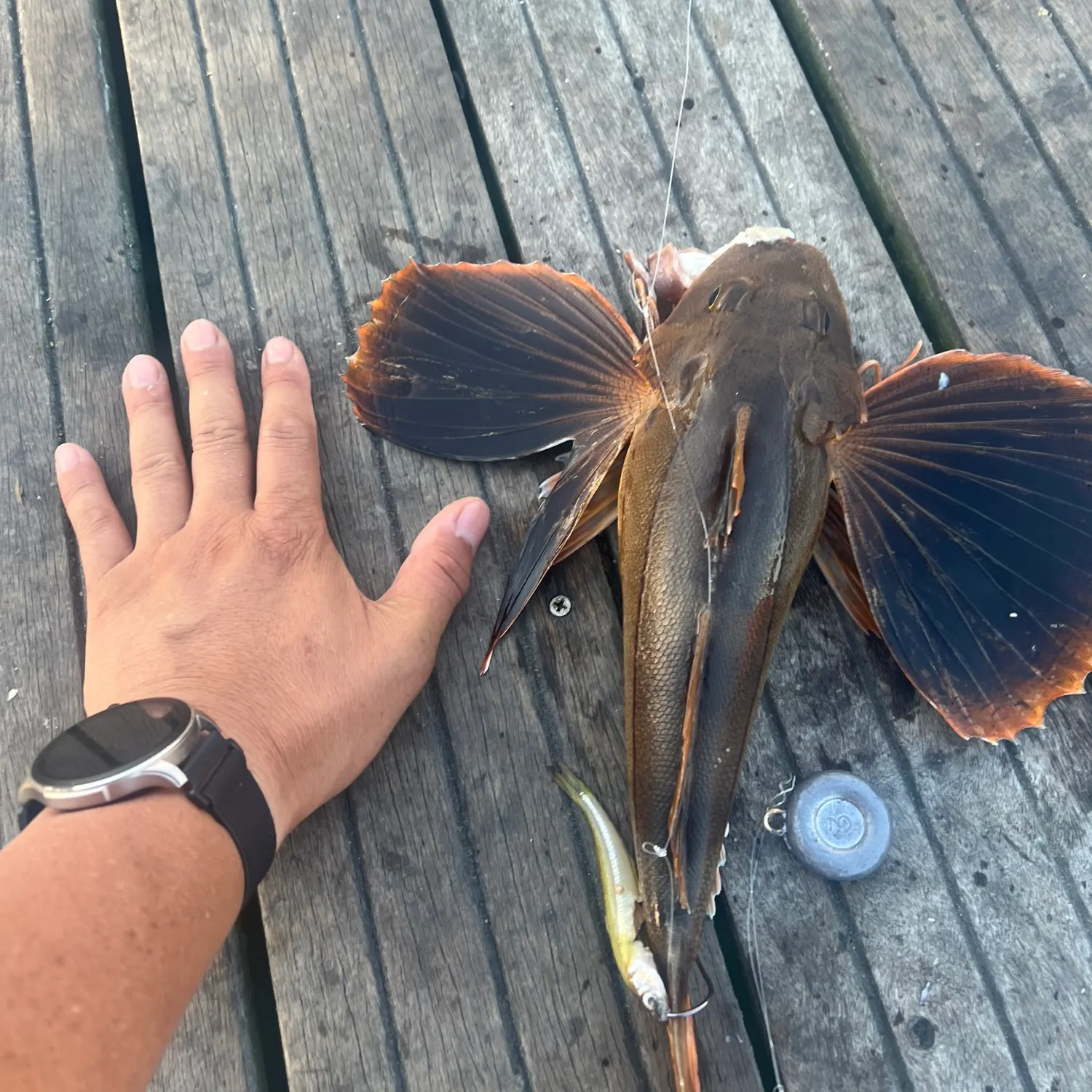 recently logged catches