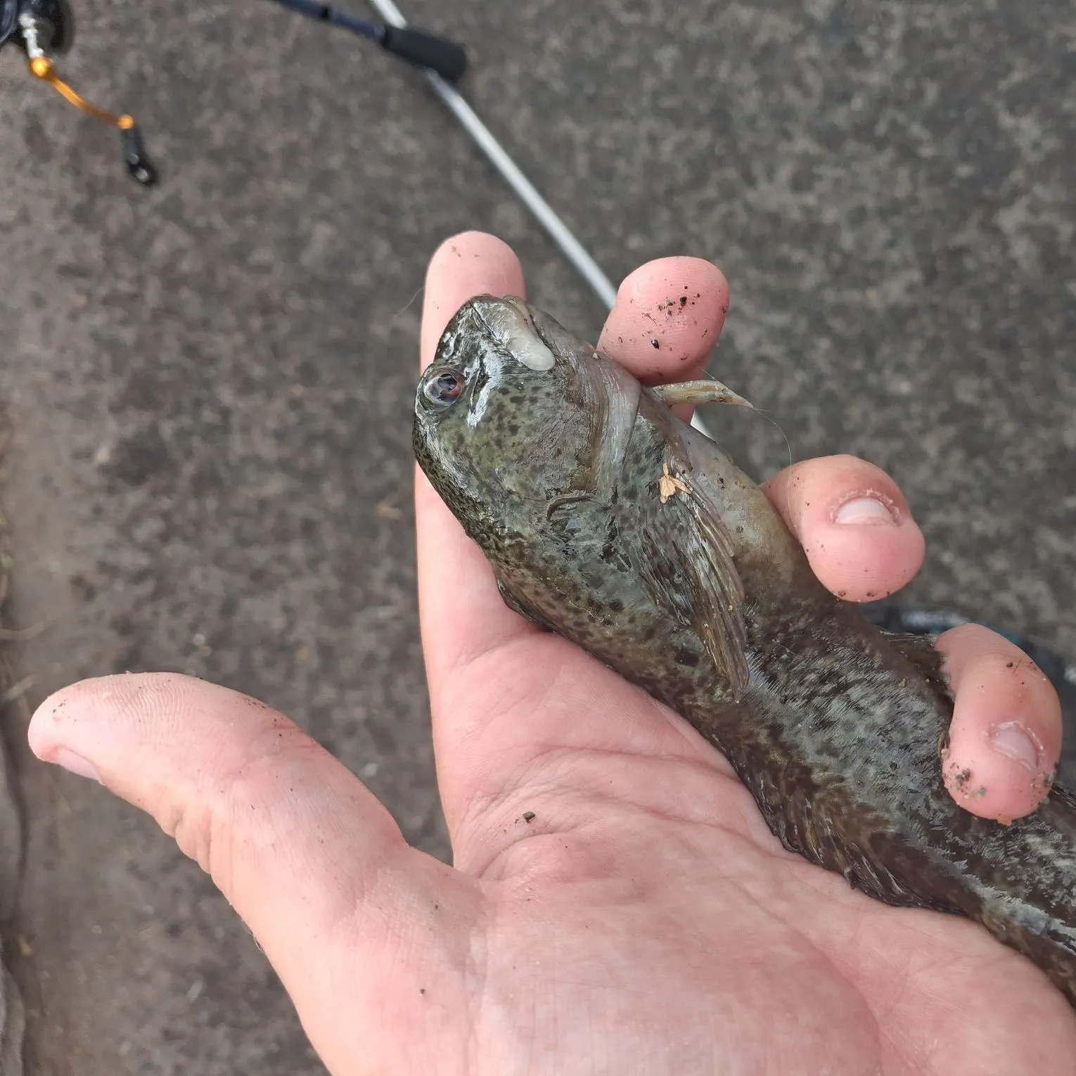The most recent Shanny catches on Fishbrain